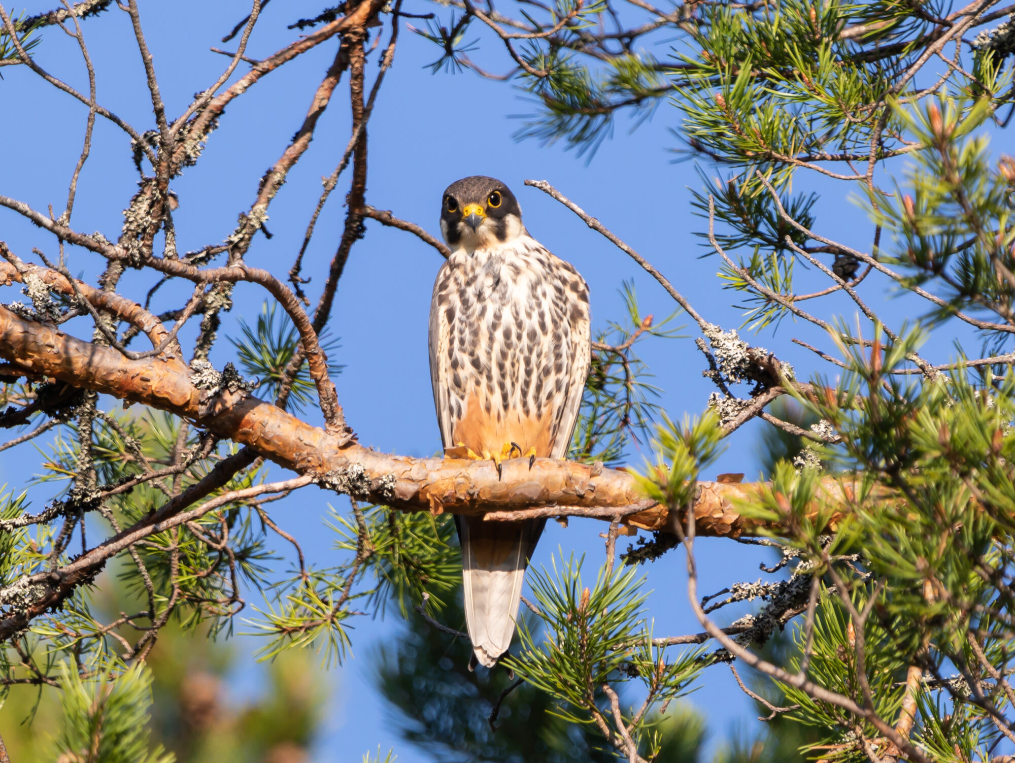 Valokuvaaja: Tommi Kujala