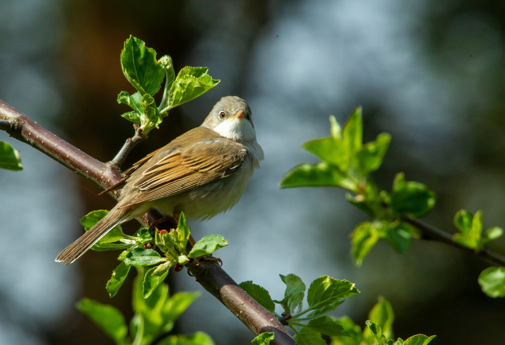 Valokuvaaja: Israel  Stenman