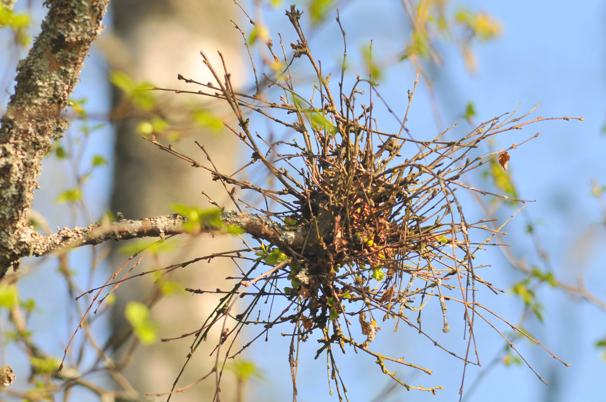 Valokuvaaja: Kaarlo Asikainen