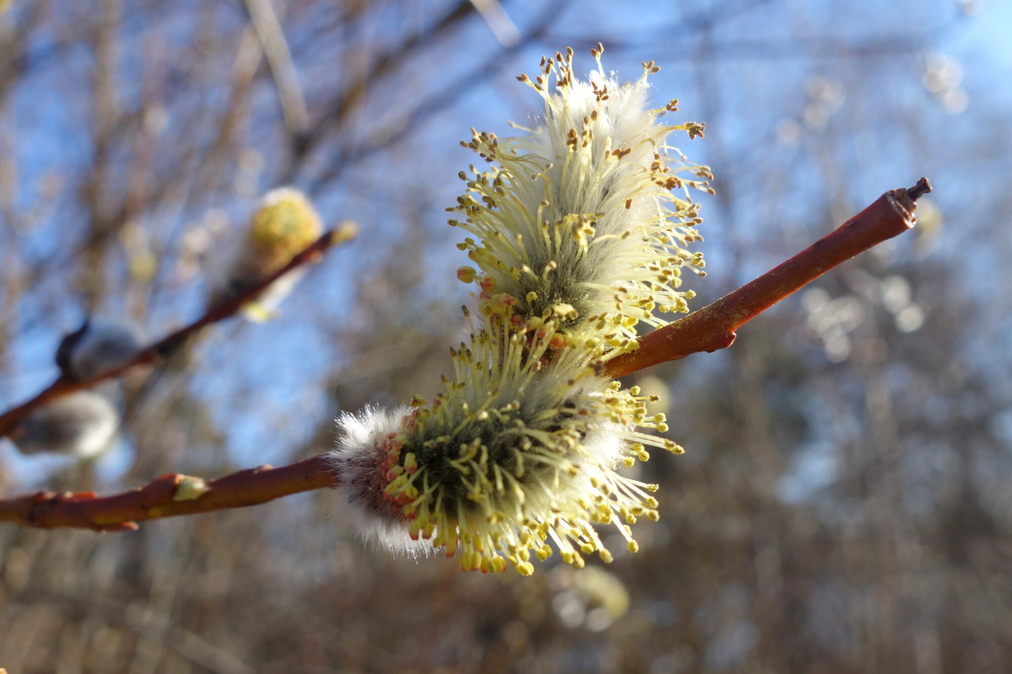 Valokuvaaja: Kaarlo Asikainen