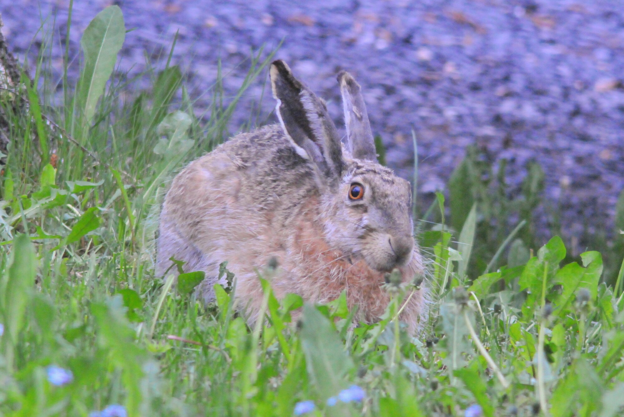 Valokuvaaja: Kaarlo Asikainen
