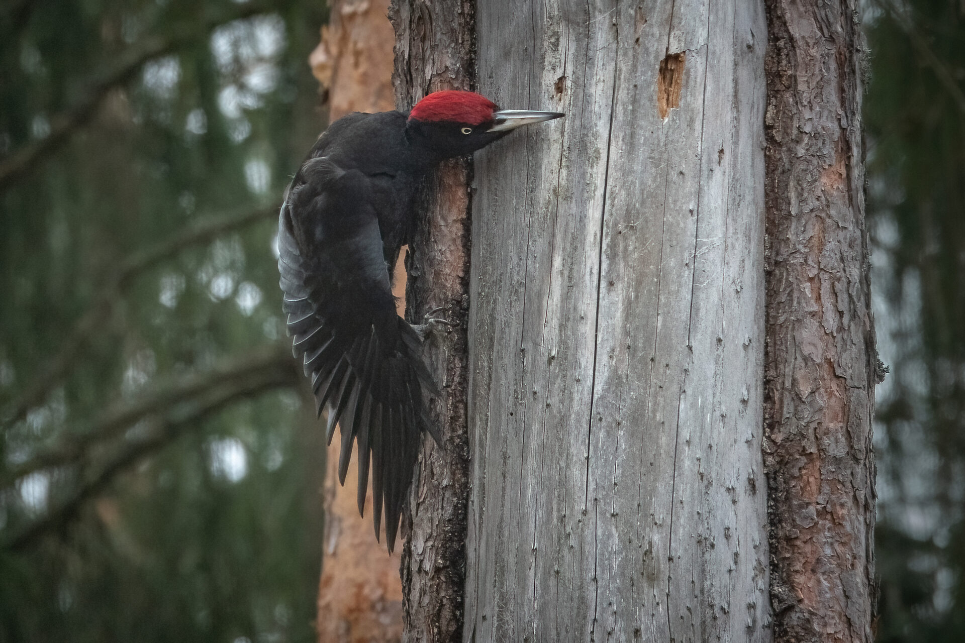 Valokuvaaja: Ari Kaarakainen Valokuvaaja: Ari Kaarakainen