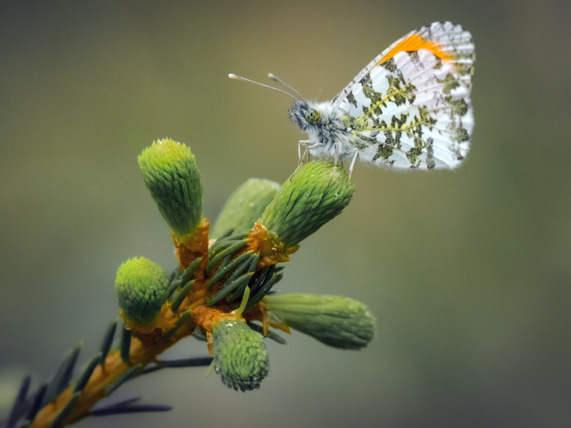 Valokuvaaja: Risto Lavi