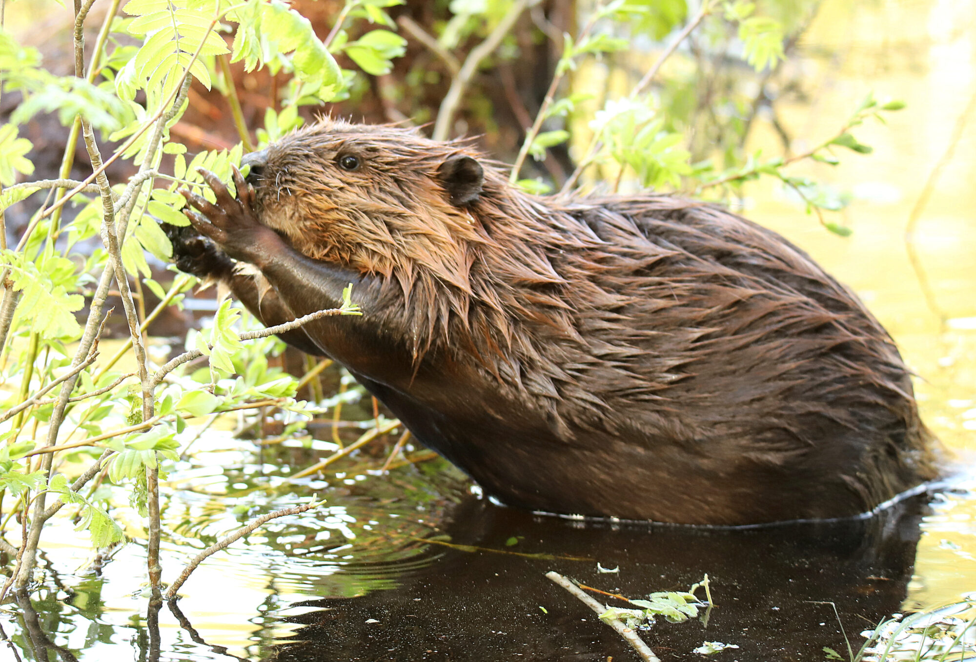 Valokuvaaja: sirpa jyske