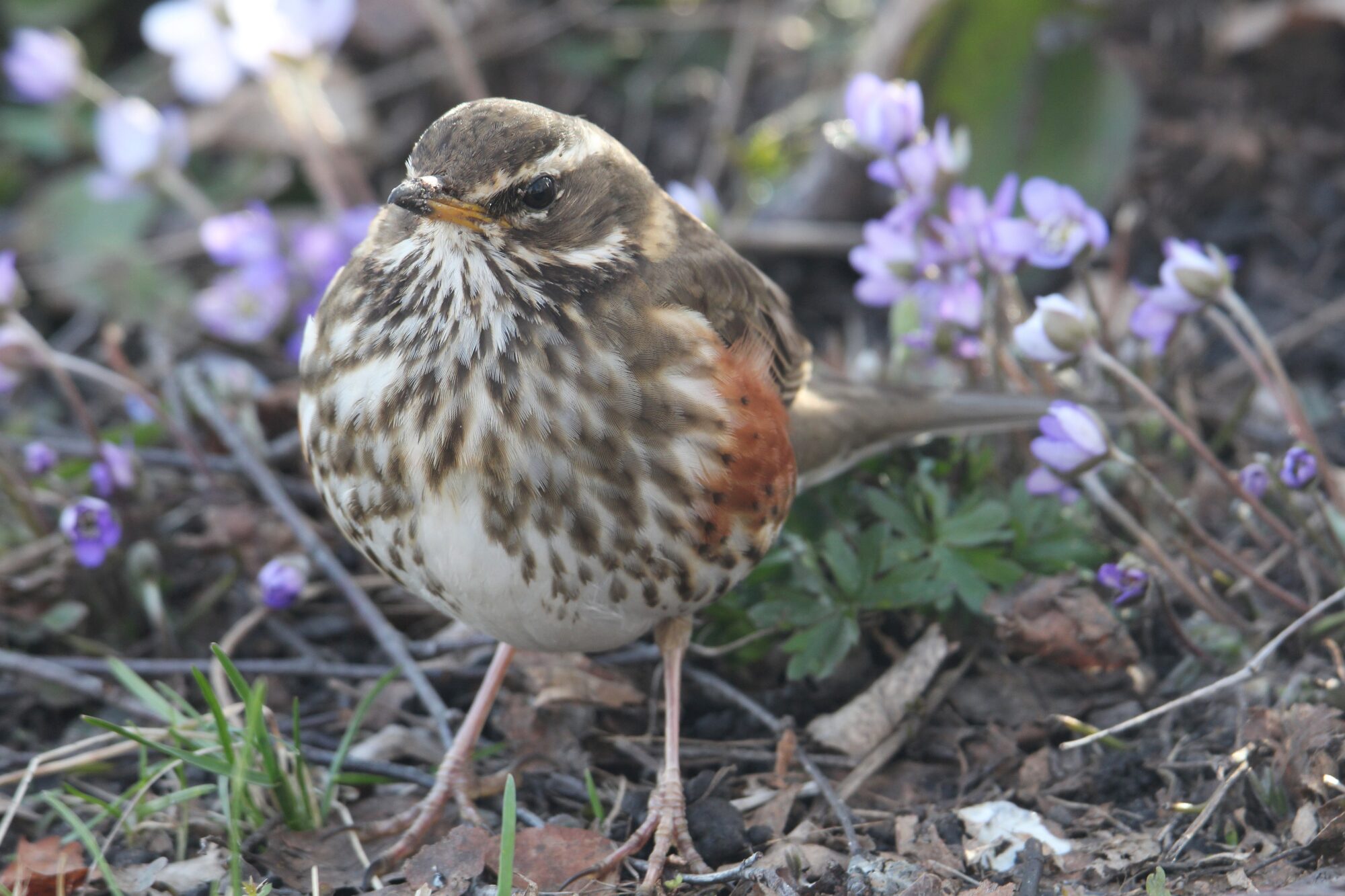 Valokuvaaja: Jaana Saarelainen