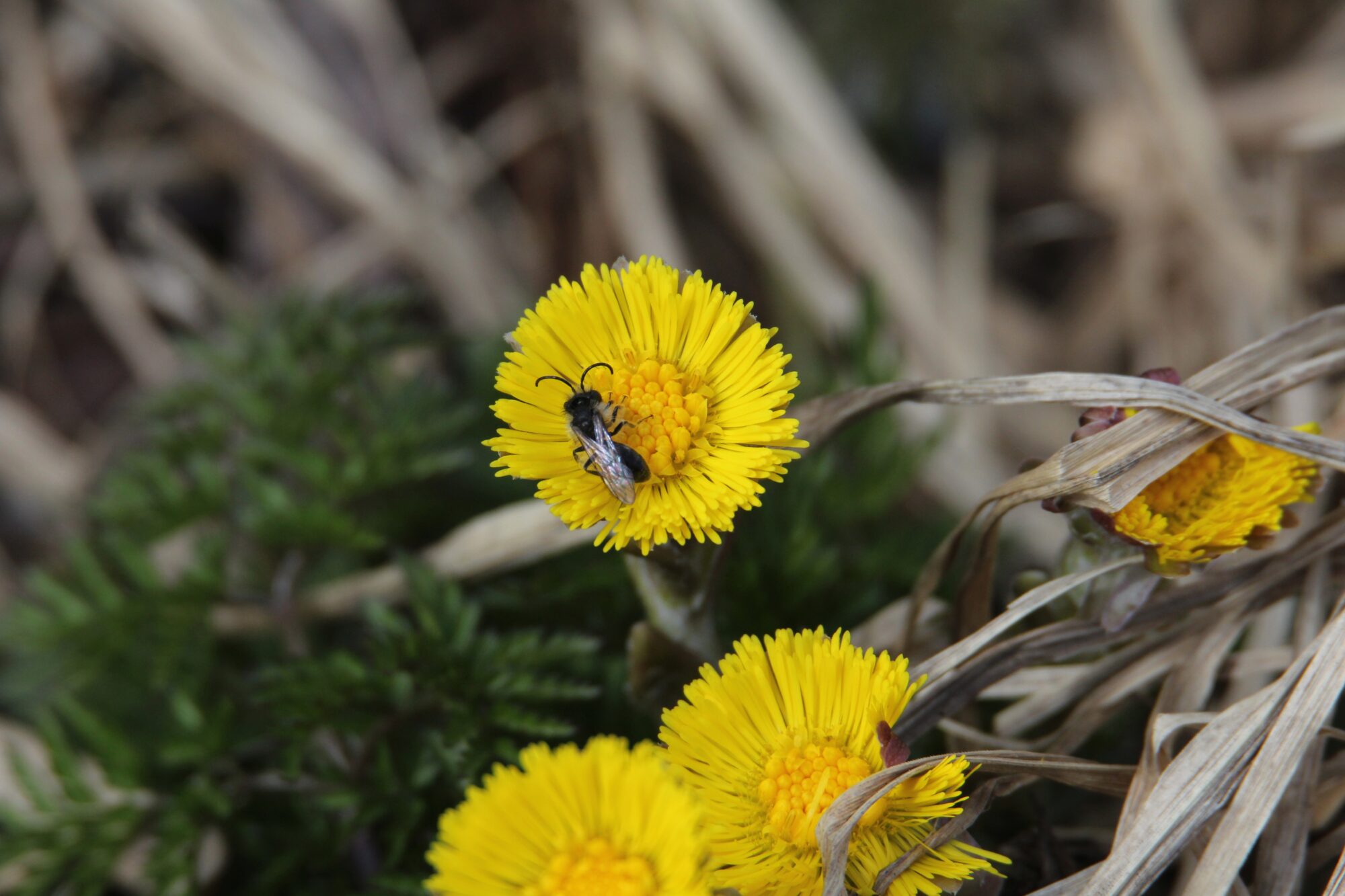 Valokuvaaja: Jaana Saarelainen