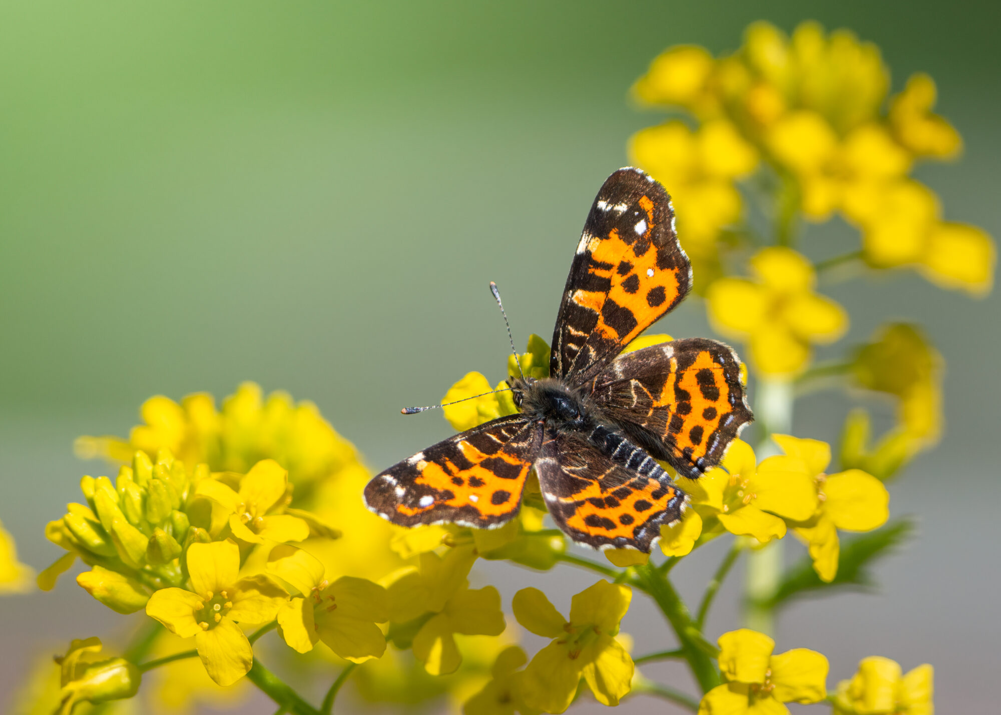 Valokuvaaja: Laura Lehtola