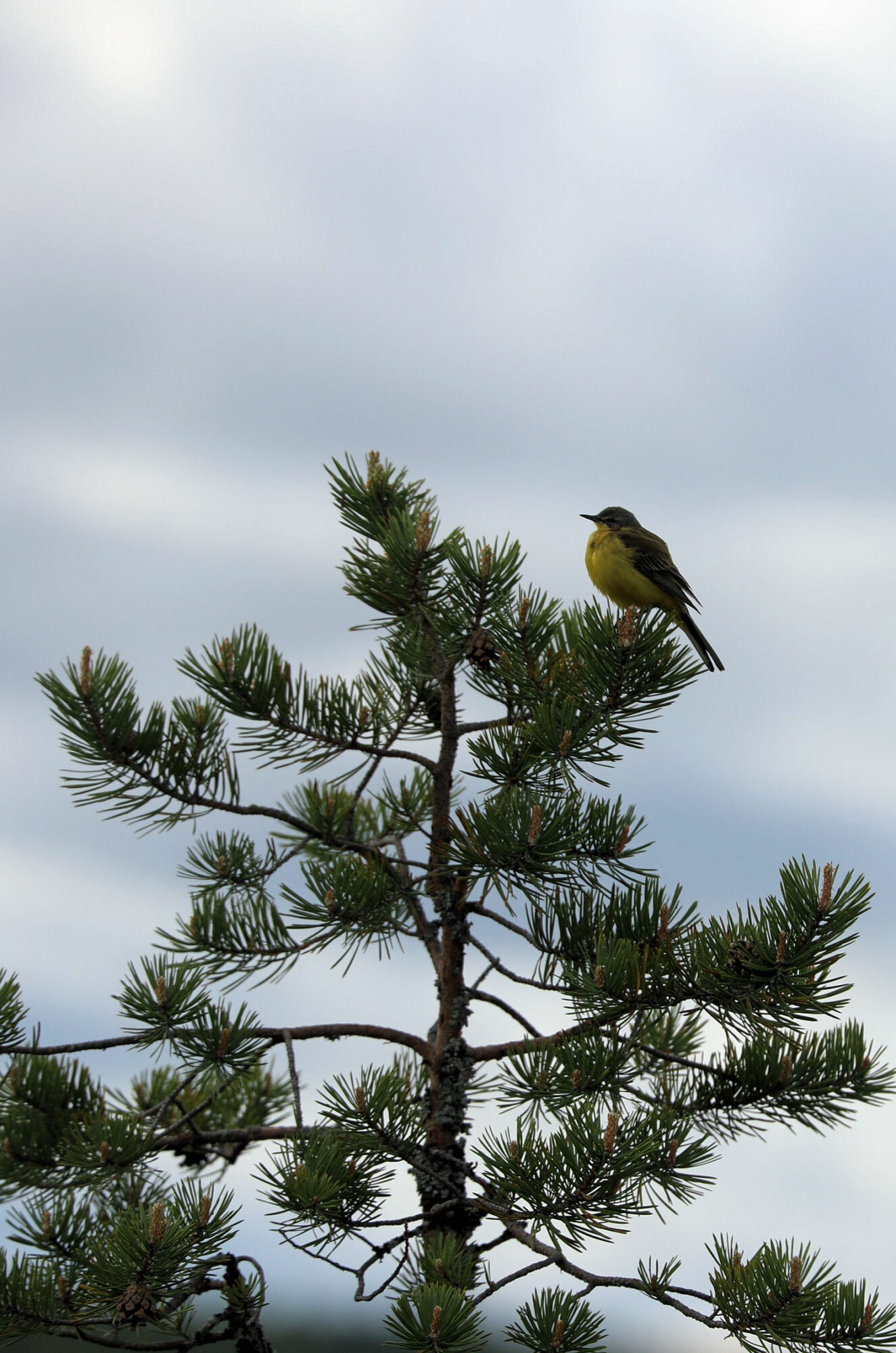 Valokuvaaja: Ahti Keränen