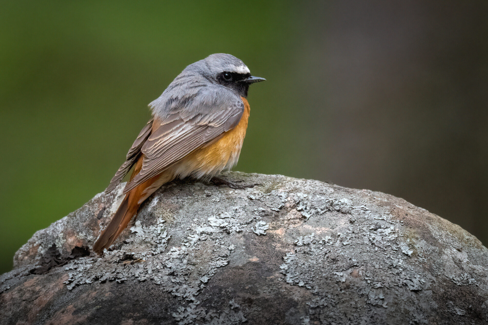 Valokuvaaja: Risto Lavi