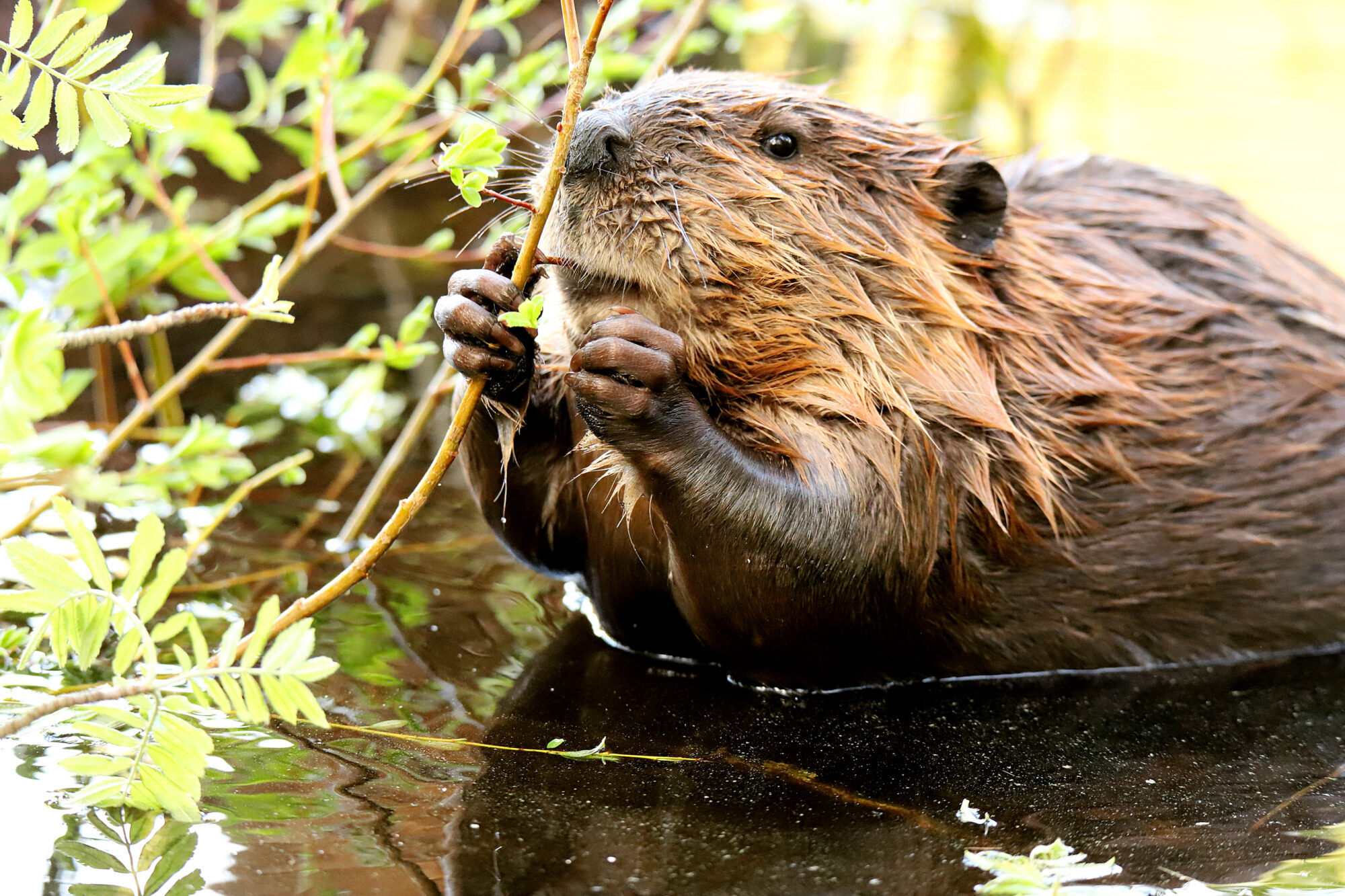 Valokuvaaja: sirpa jyske