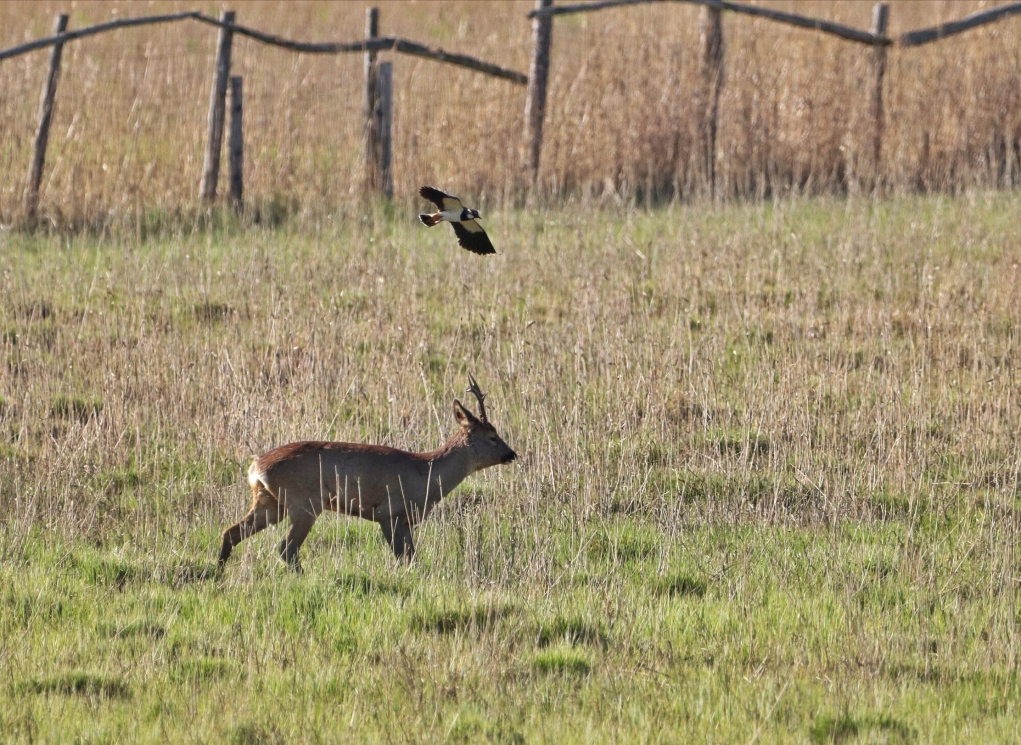 Valokuvaaja: Mari Saksola