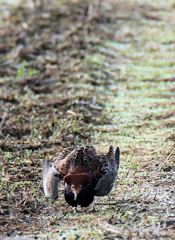 Valokuvaaja: Ahti Keränen Valokuvaaja: Ahti Keränen