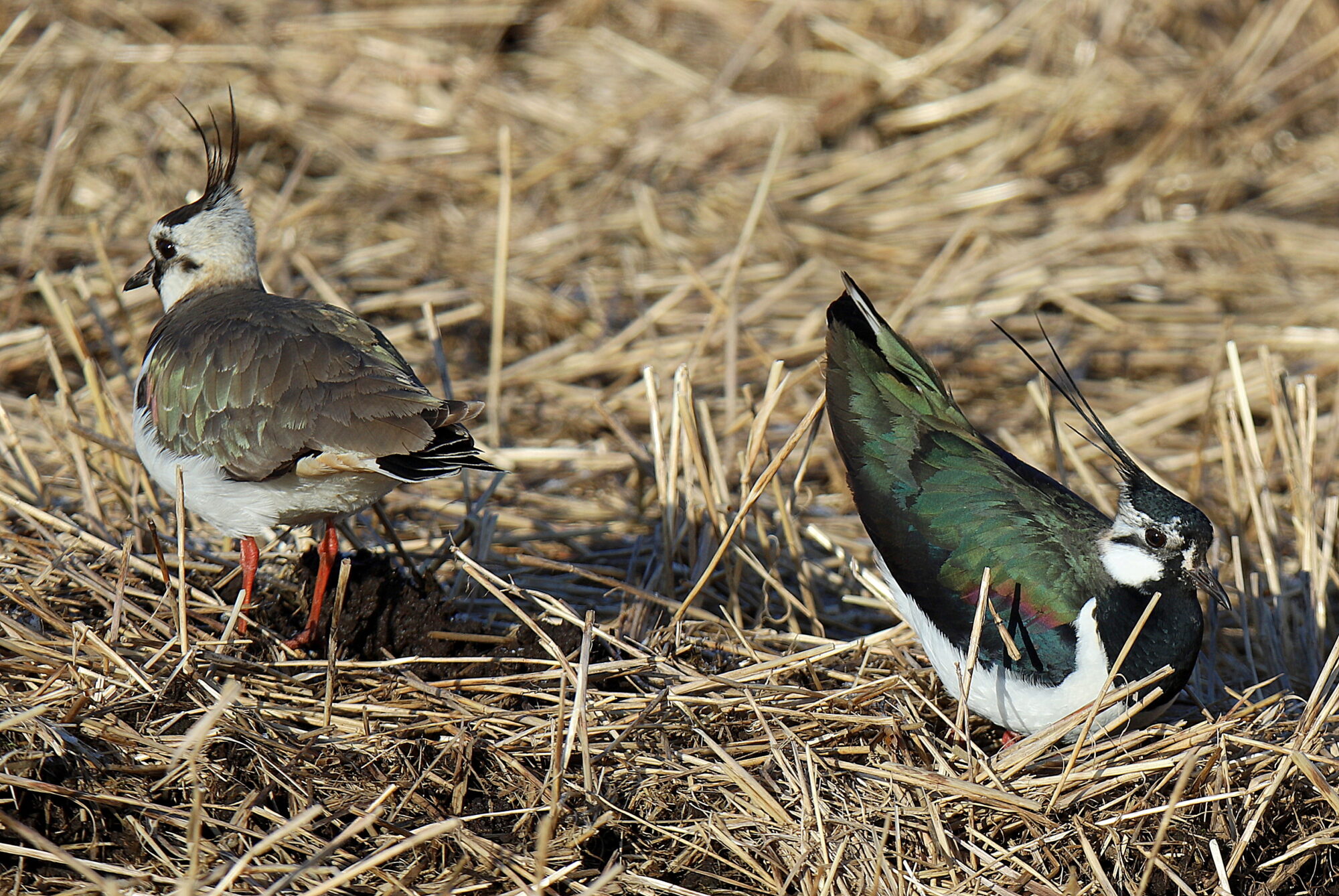 Valokuvaaja: sirpa jyske