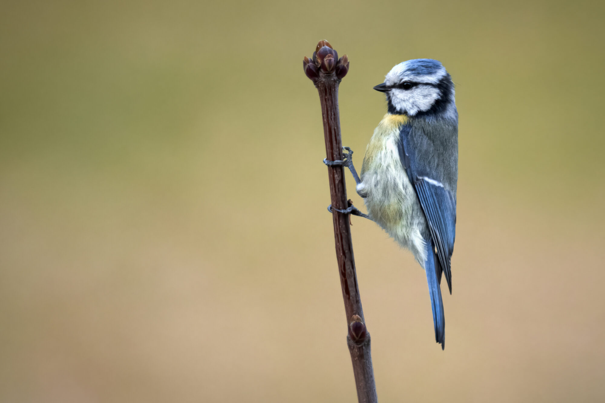 Valokuvaaja: Risto Lavi