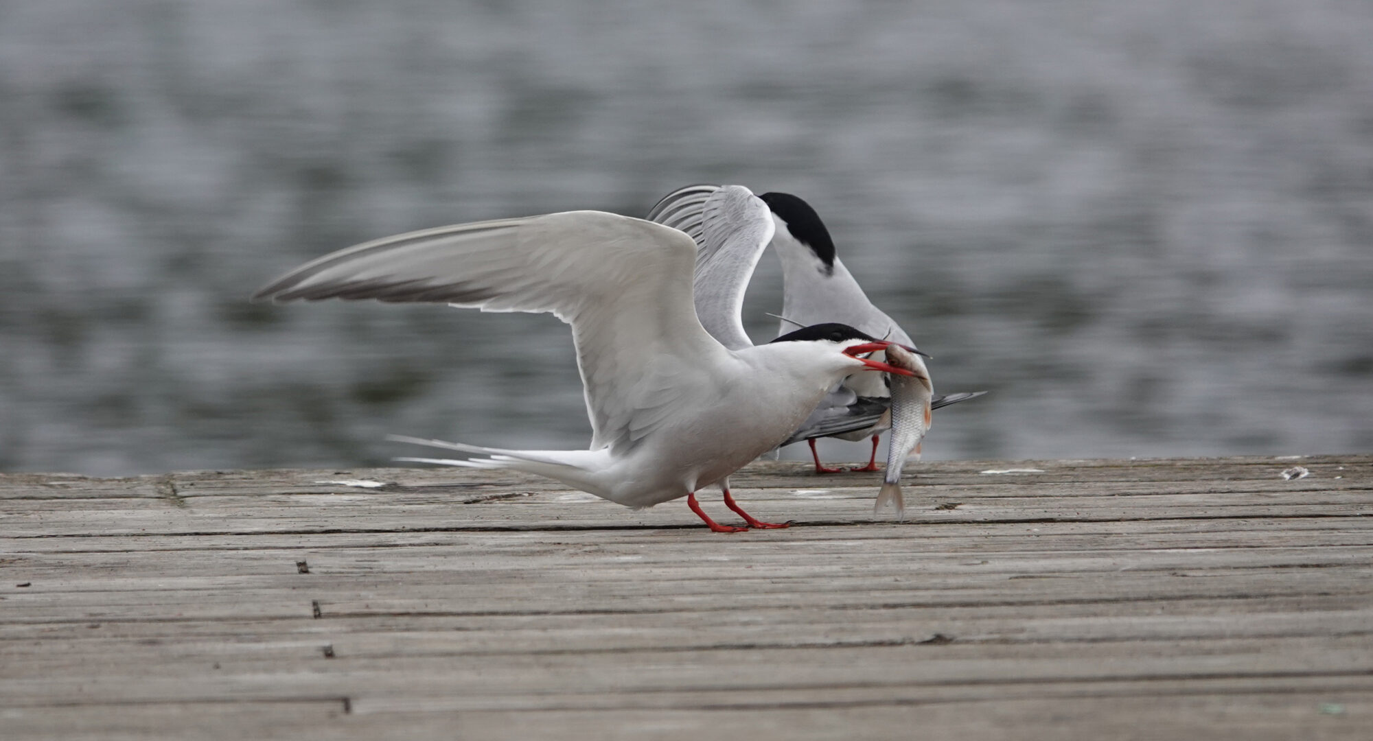 Valokuvaaja: Eero Peltonen