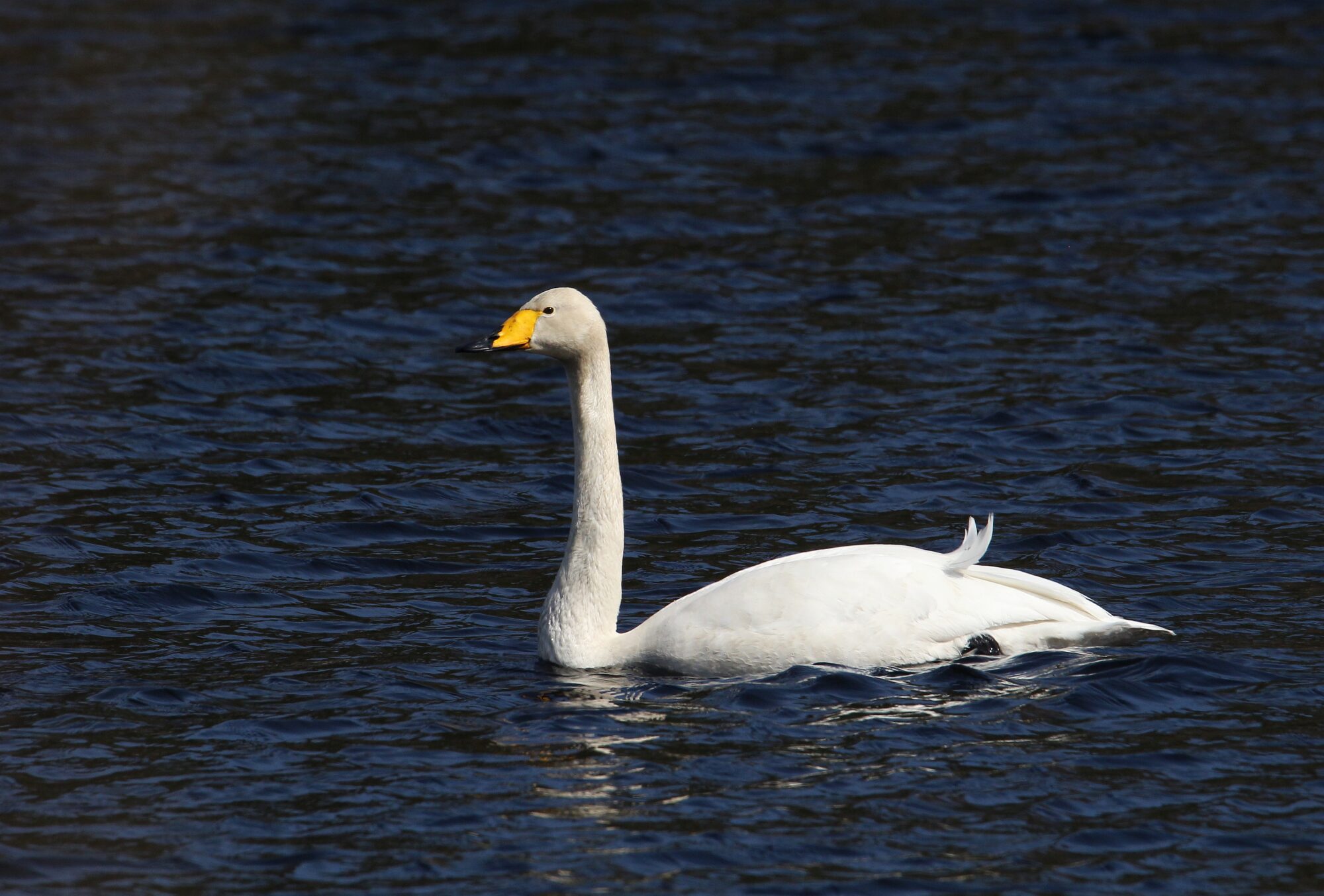 Valokuvaaja: Jaana Saarelainen