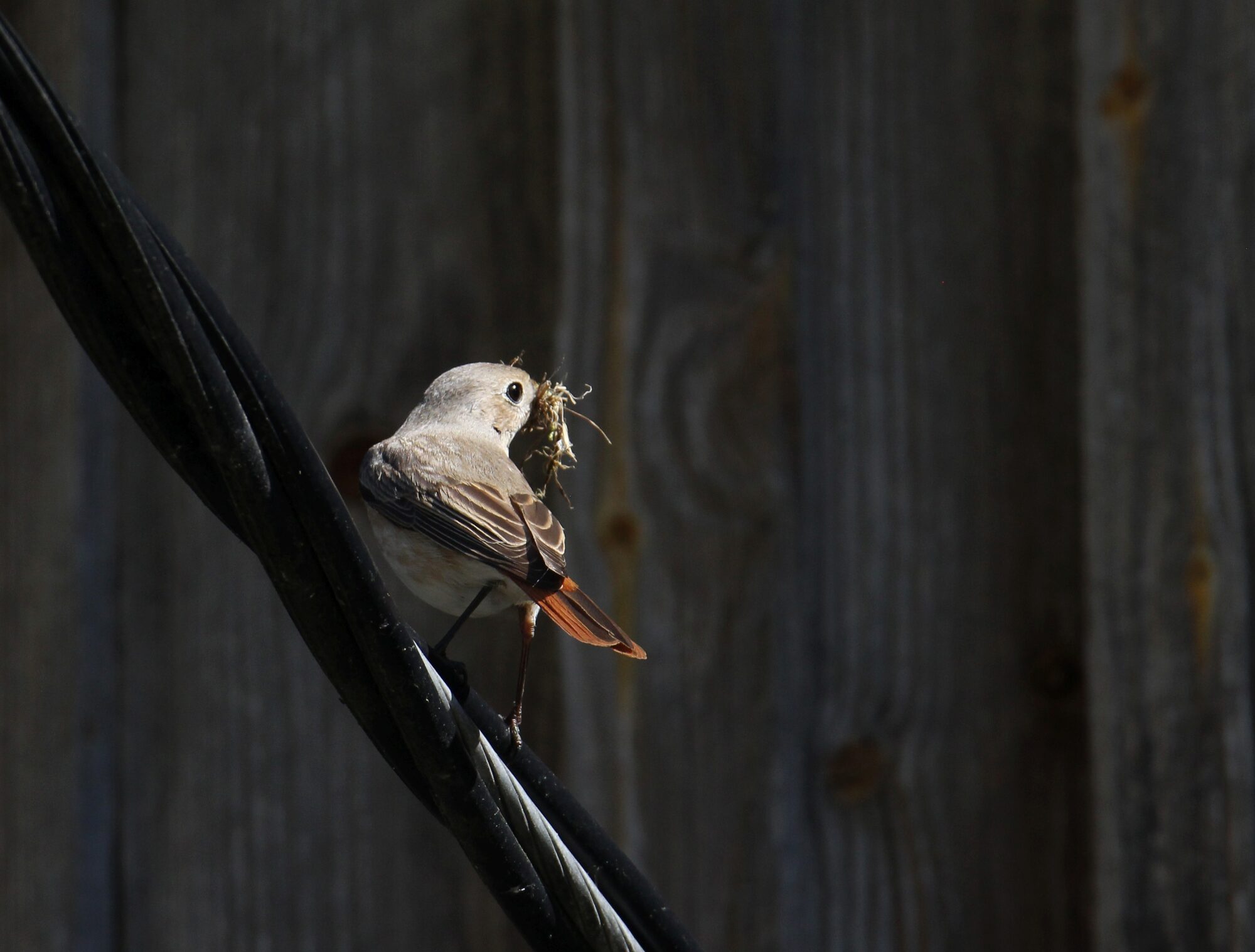 Valokuvaaja: Jaana Saarelainen