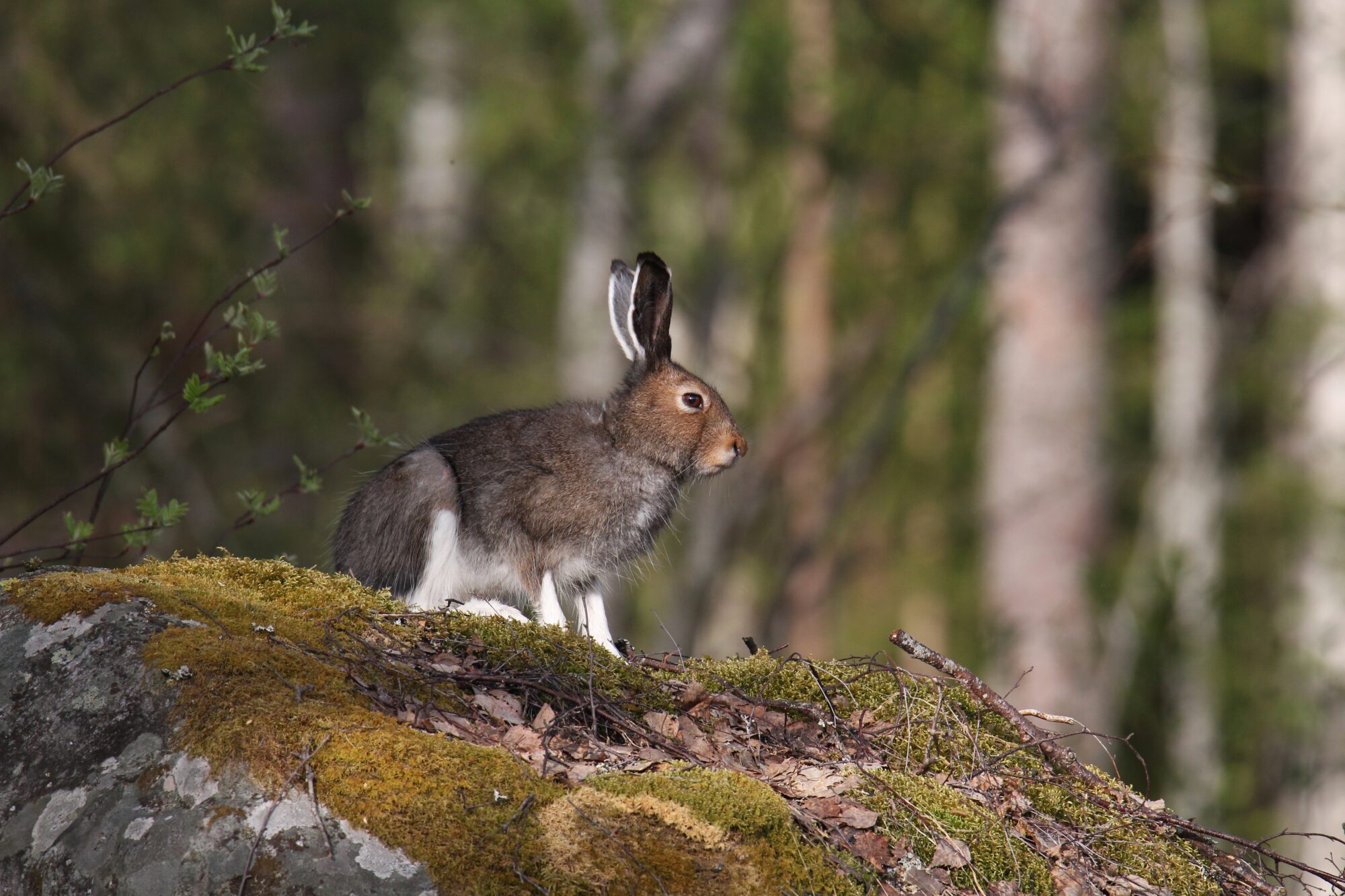 Valokuvaaja: Jaana Saarelainen