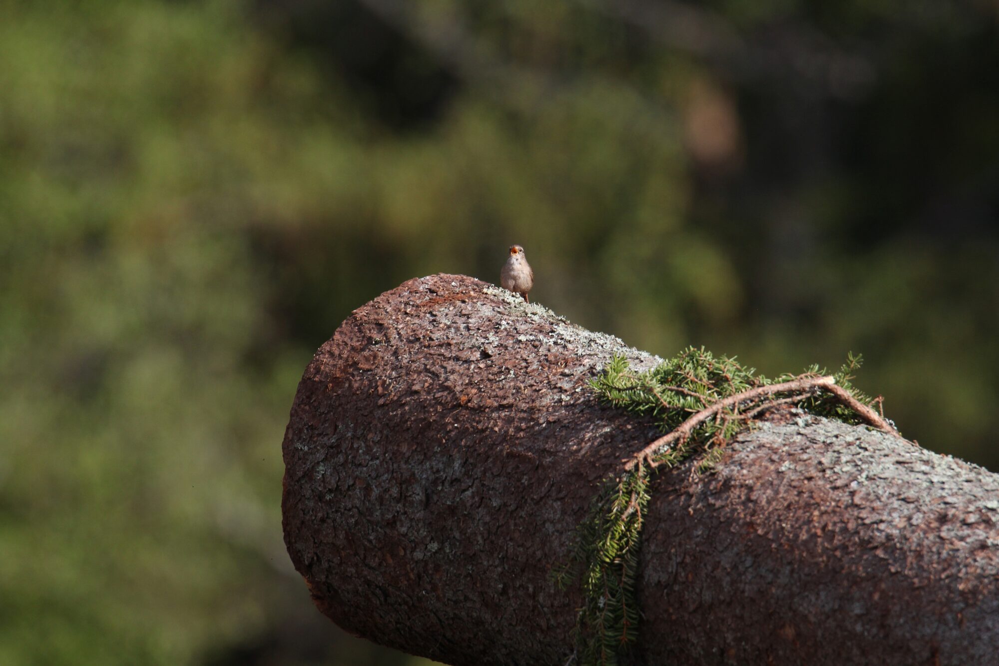 Valokuvaaja: Jaana Saarelainen