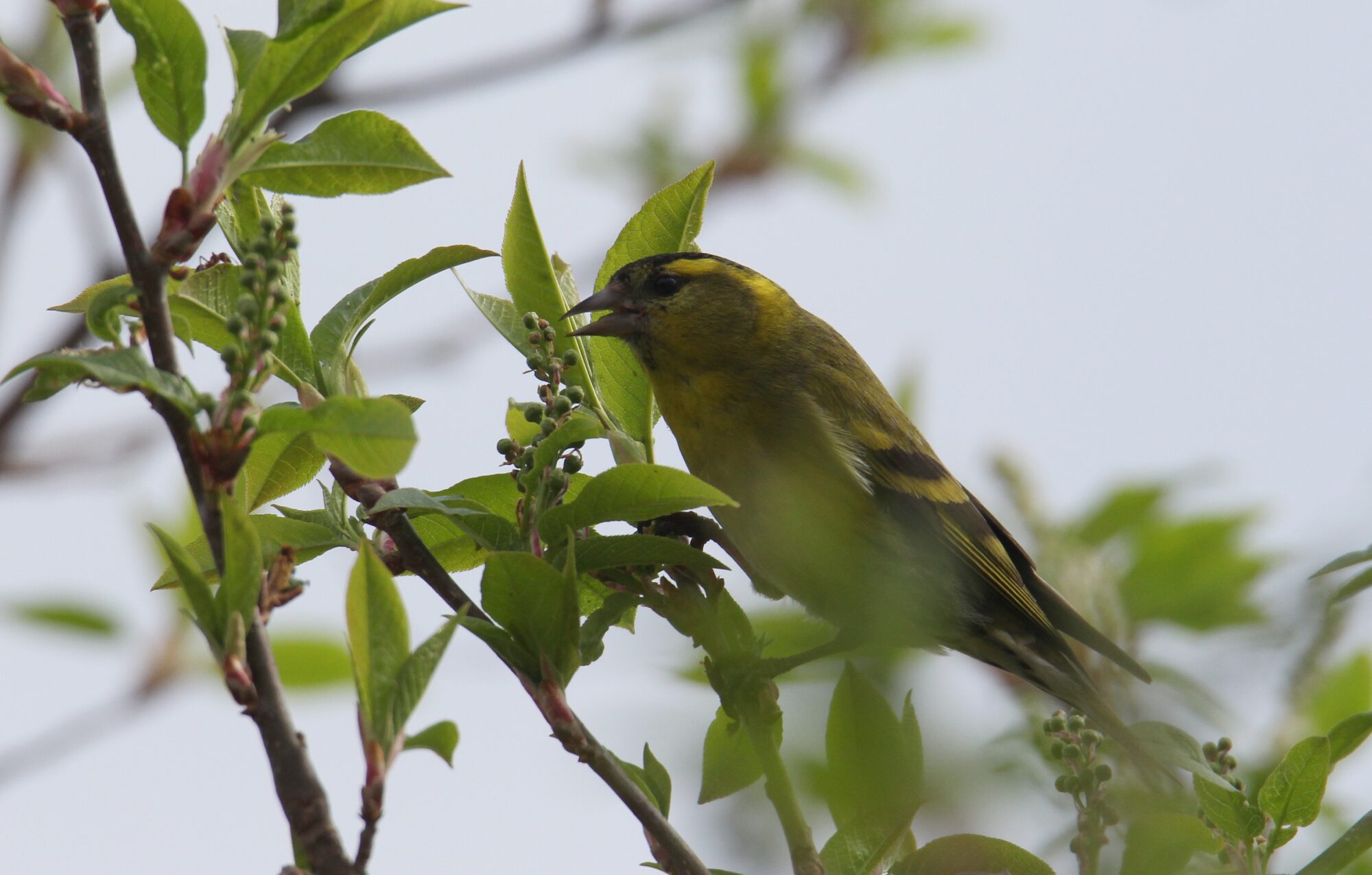 Valokuvaaja: Jaana Saarelainen