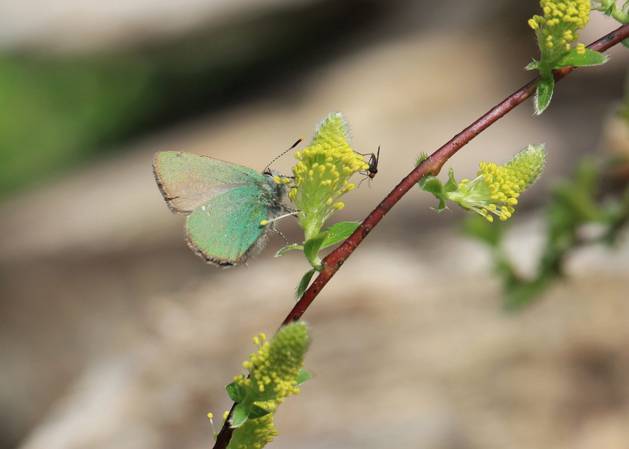 Valokuvaaja: Jaana Saarelainen