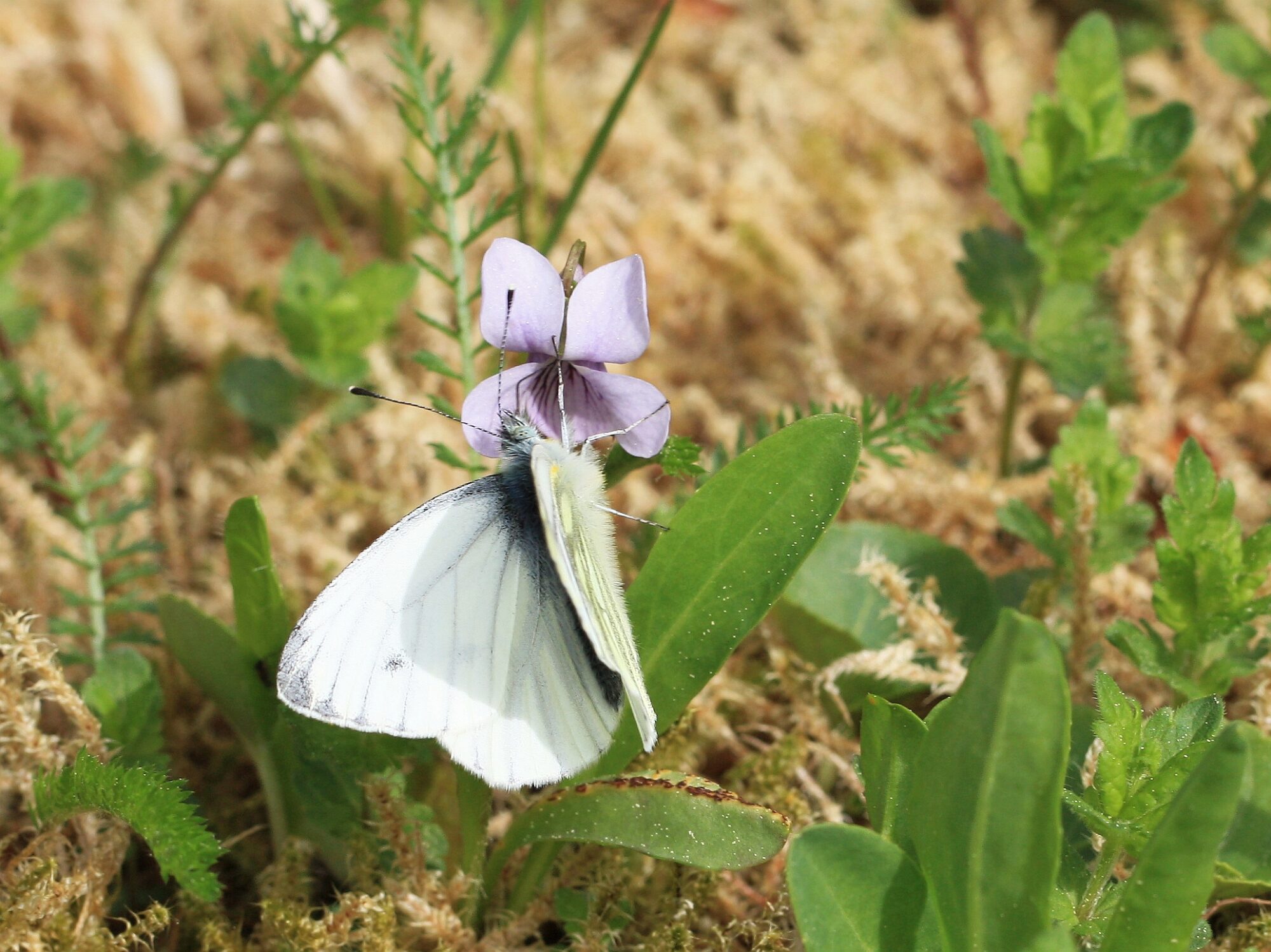 Valokuvaaja: Jaana Saarelainen