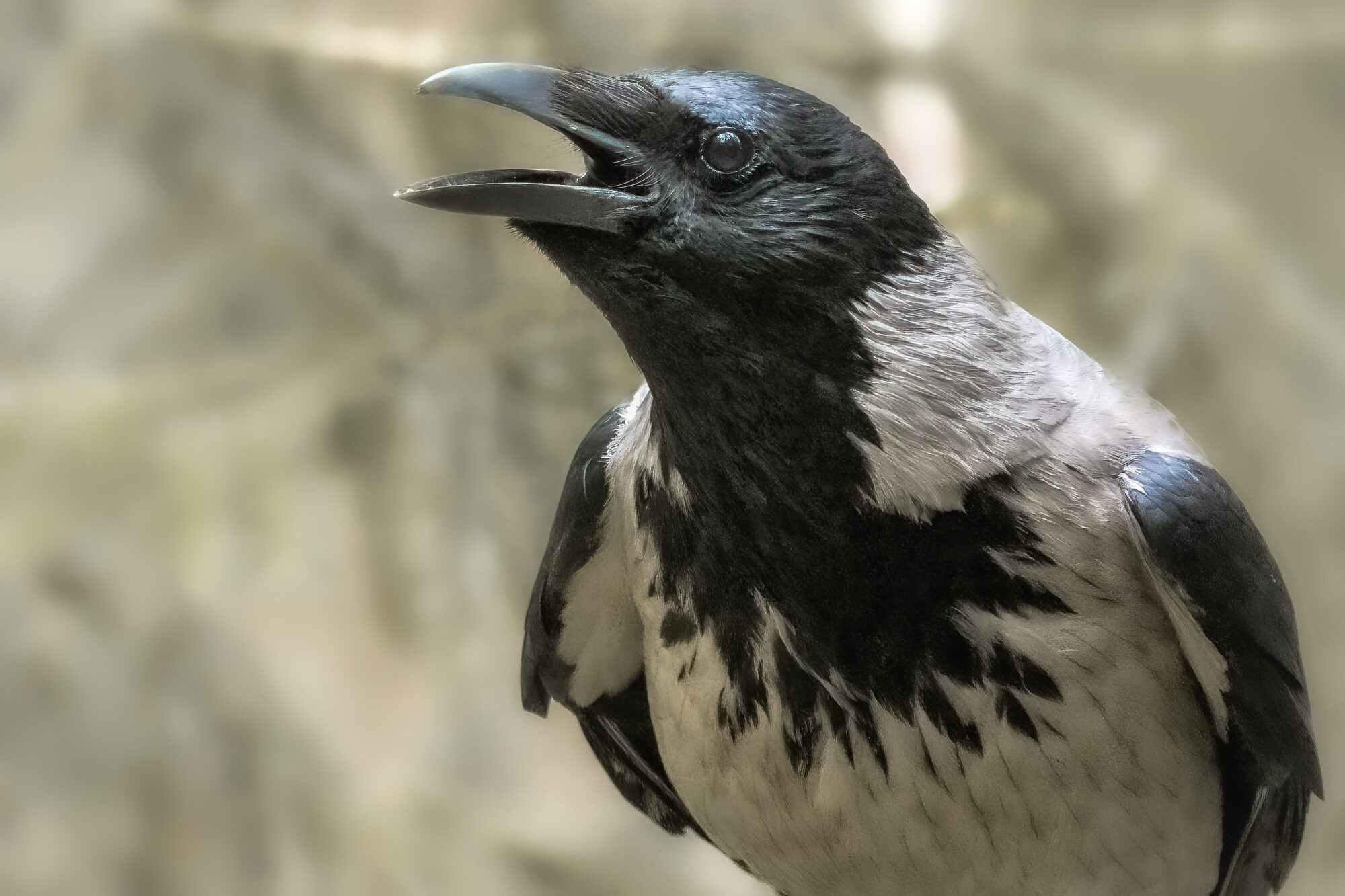 Valokuvaaja: Risto Lavi