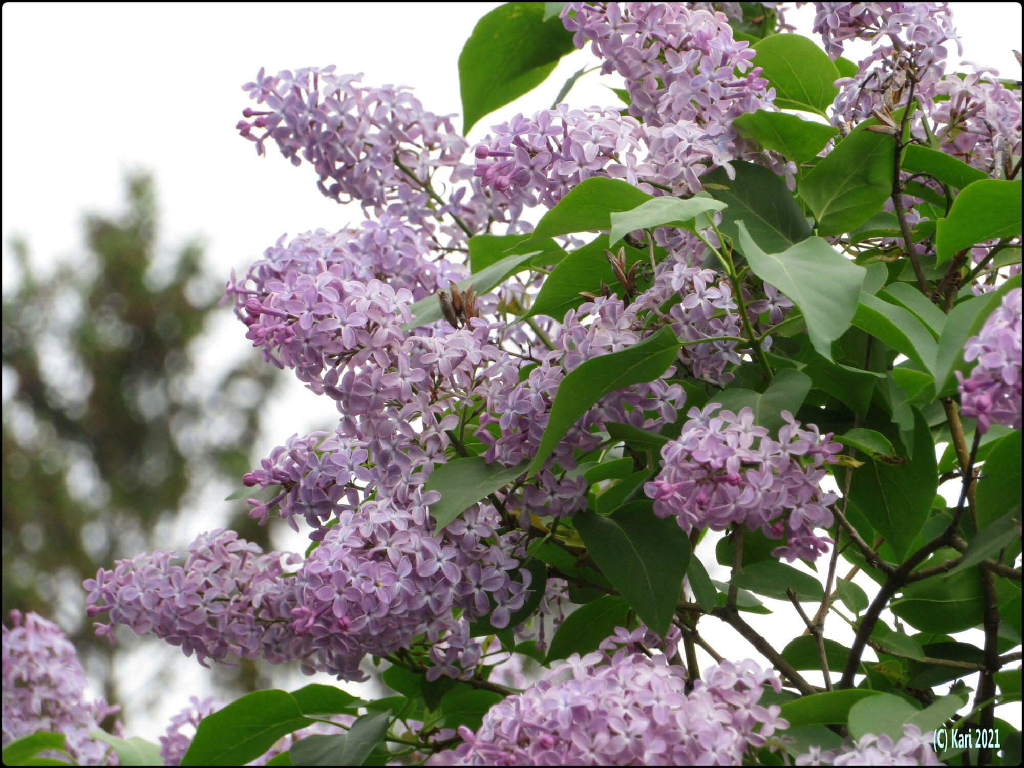 Valokuvaaja: Kari Saarinen