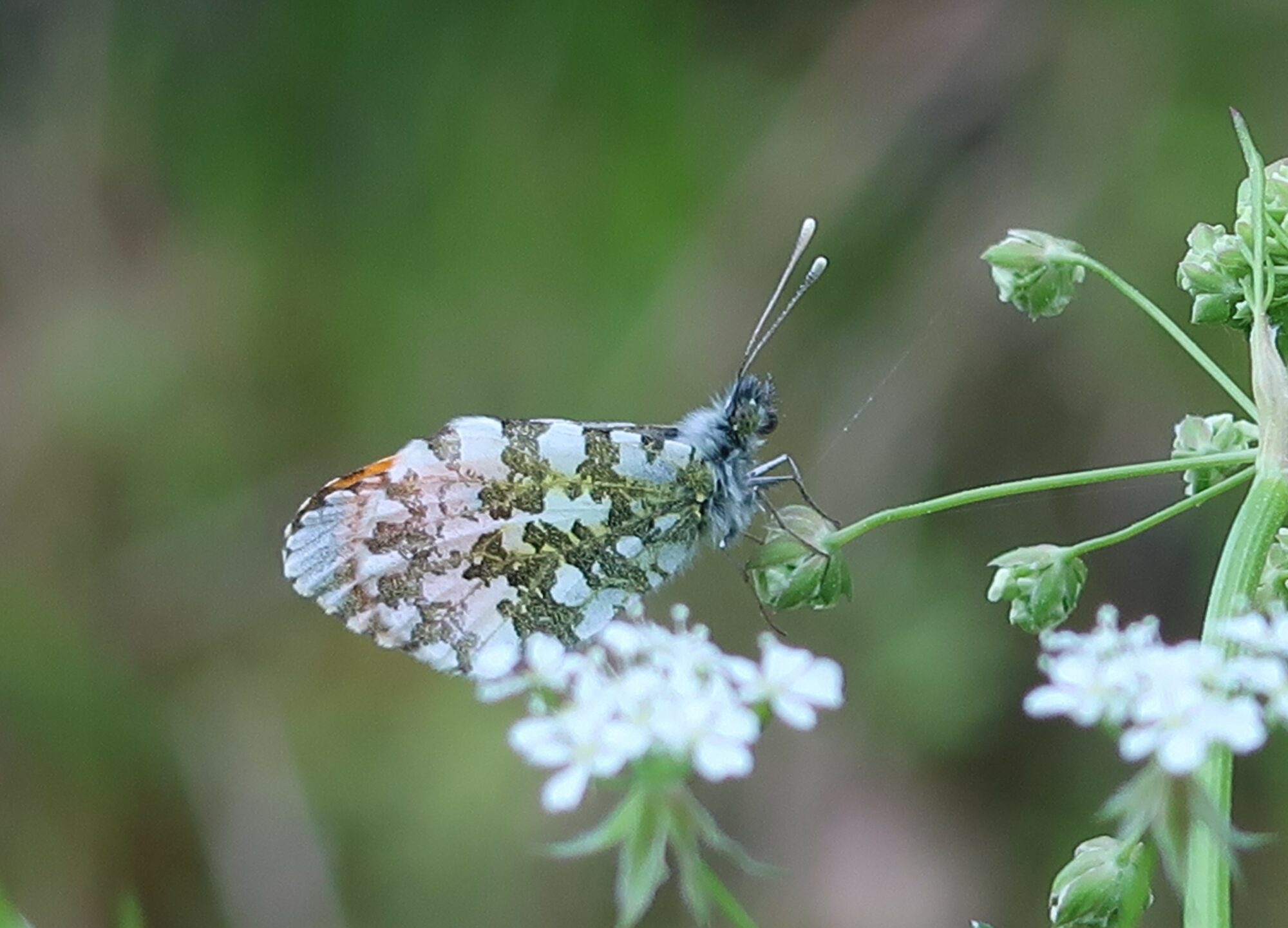 Valokuvaaja: Mari Ahtola Valokuvaaja: Mari Ahtola