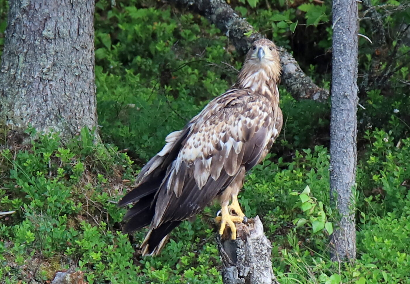 Valokuvaaja: sirpa jyske