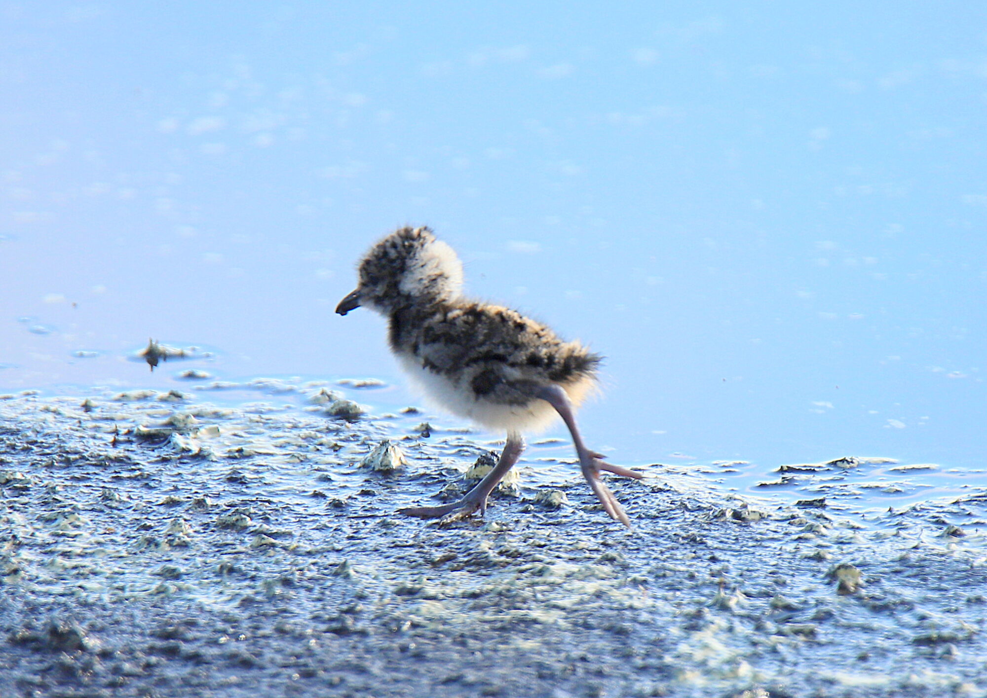 Valokuvaaja: sirpa jyske Valokuvaaja: sirpa jyske