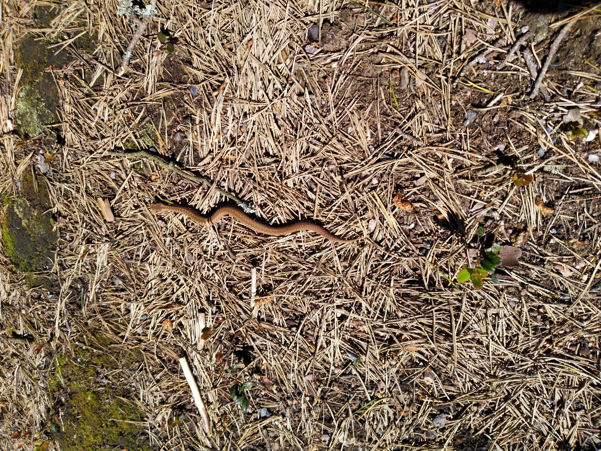 Valokuvaaja: Liisa Koskenranta