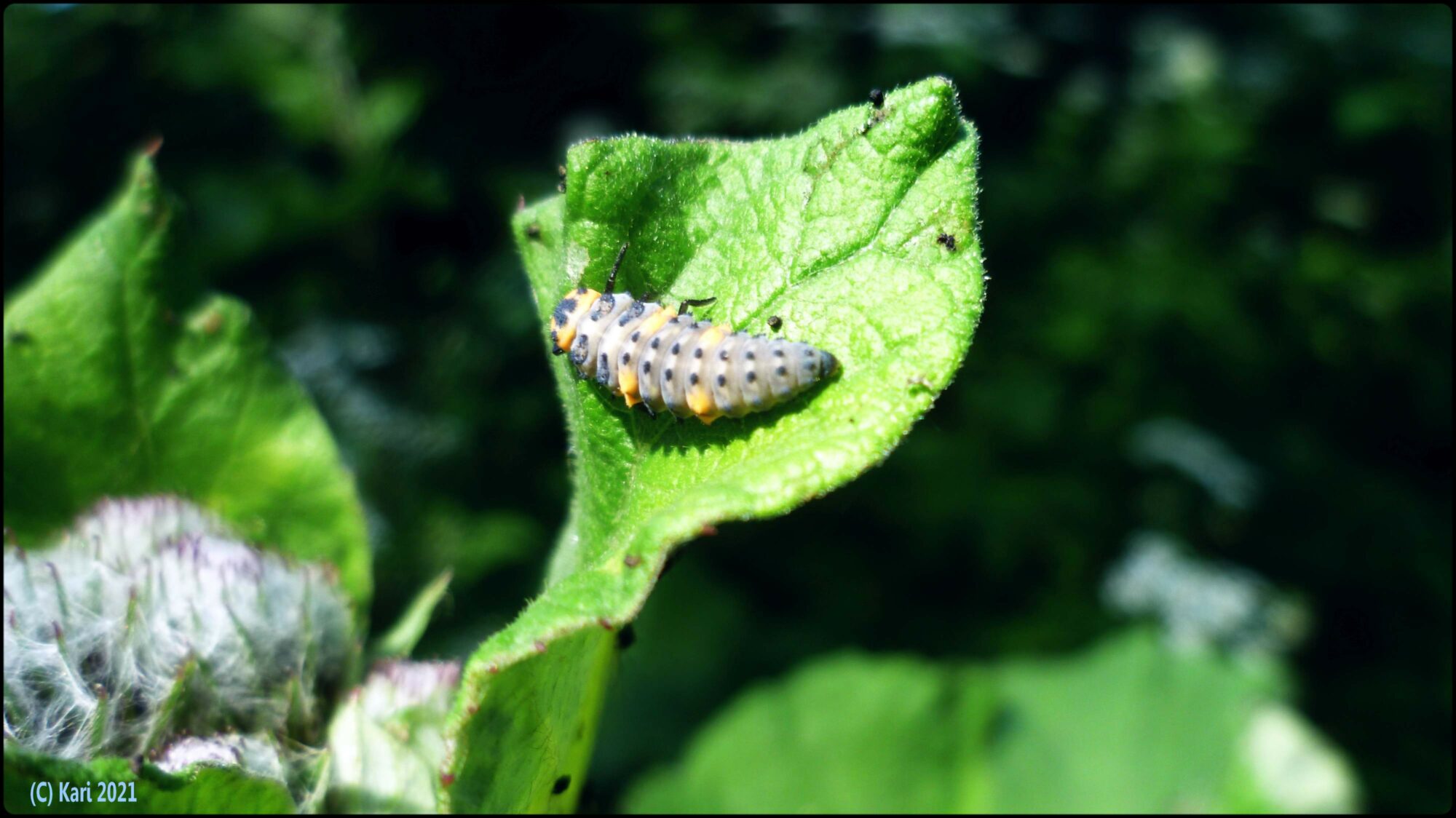 Valokuvaaja: Kari Saarinen Valokuvaaja: Kari Saarinen