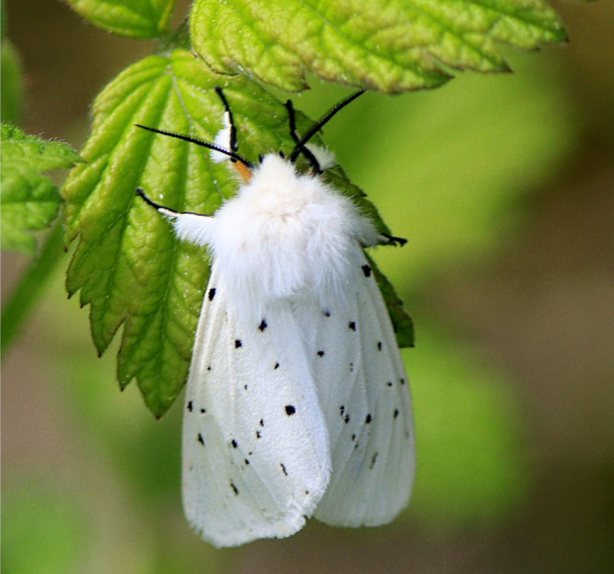 Valokuvaaja: Ritva Nieminen