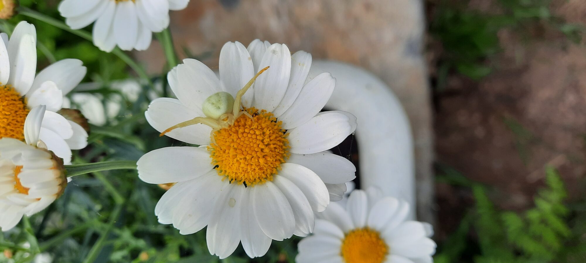 Valokuvaaja: Minna Haapsaari