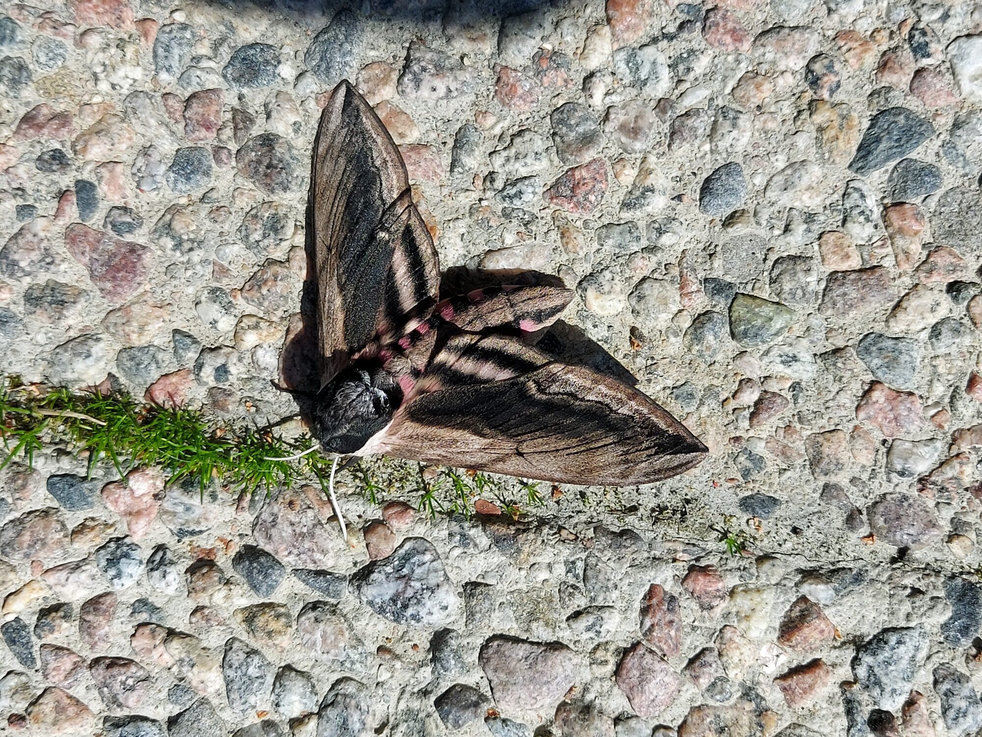 Valokuvaaja: Pirjo Sivonen