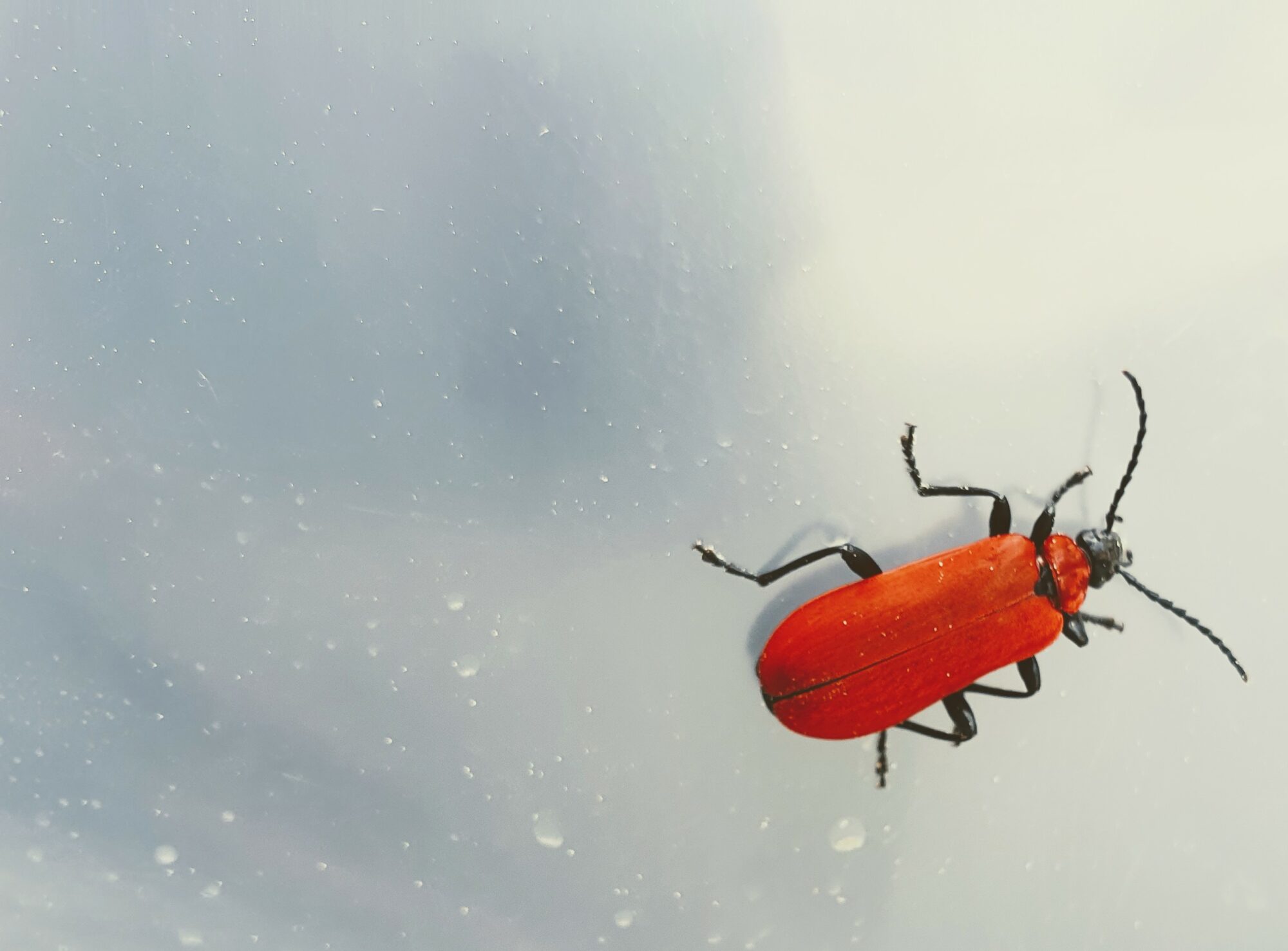 Valokuvaaja: Lilli Kähkönen