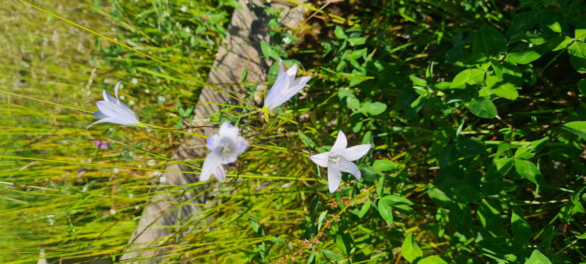 Valokuvaaja: Kaarina Walter