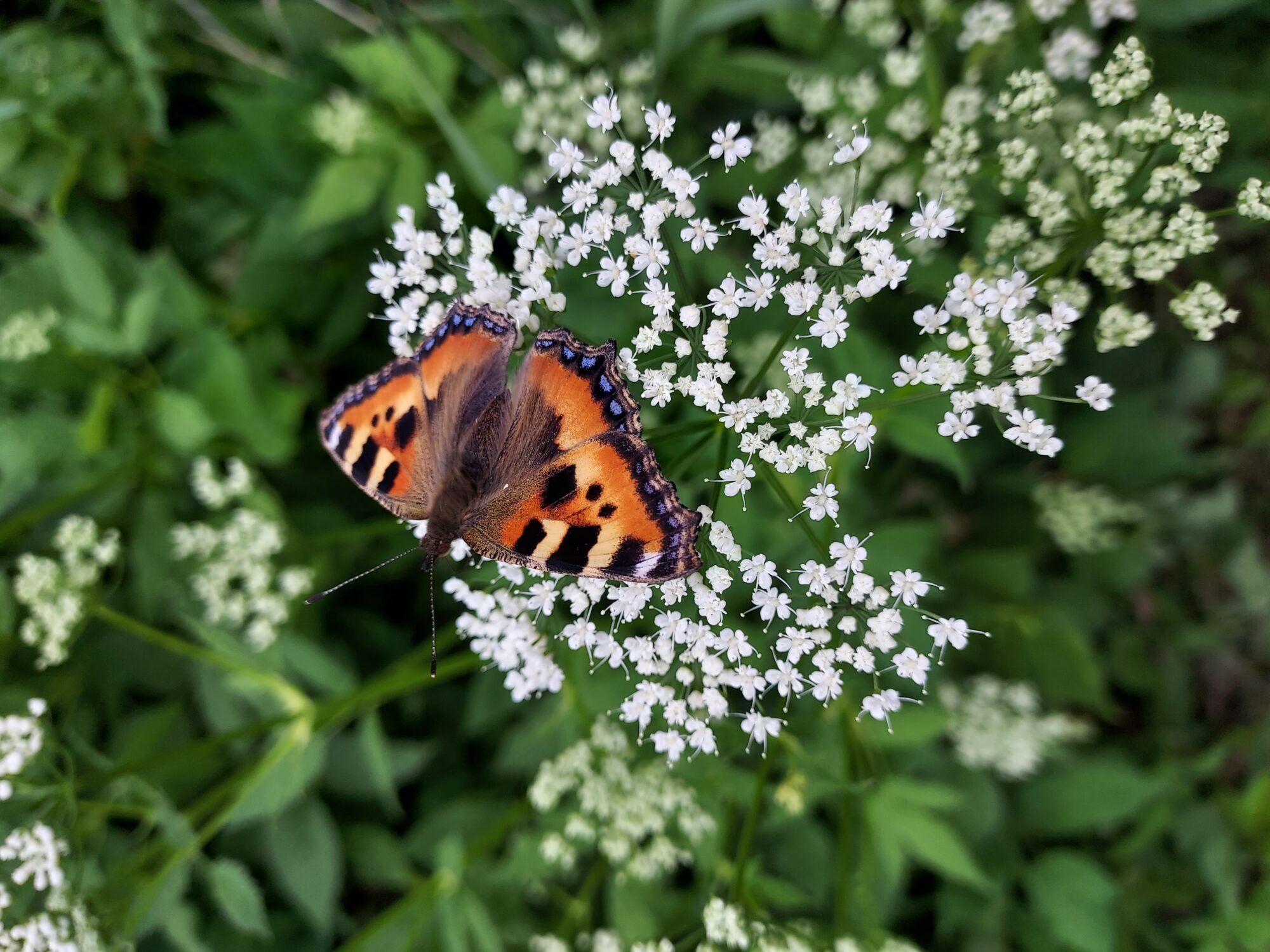 Valokuvaaja: Eija Johanna Saastamoinen