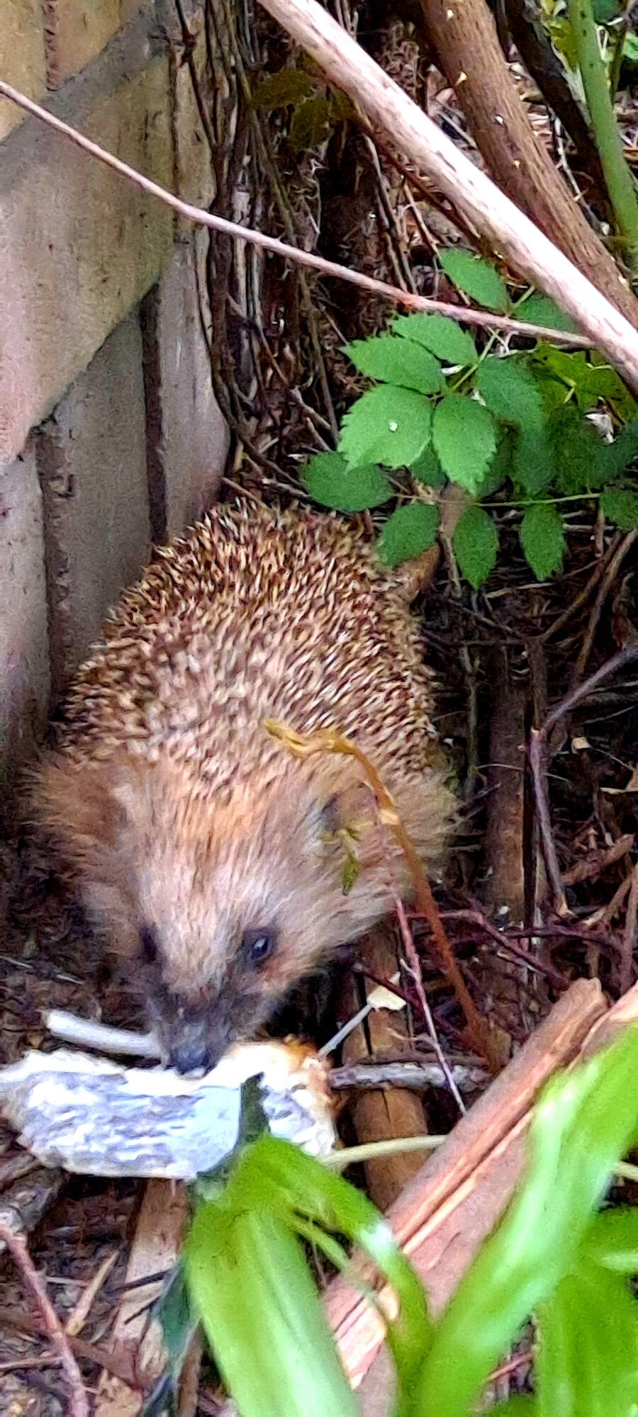 Valokuvaaja: Raisa Vuokola