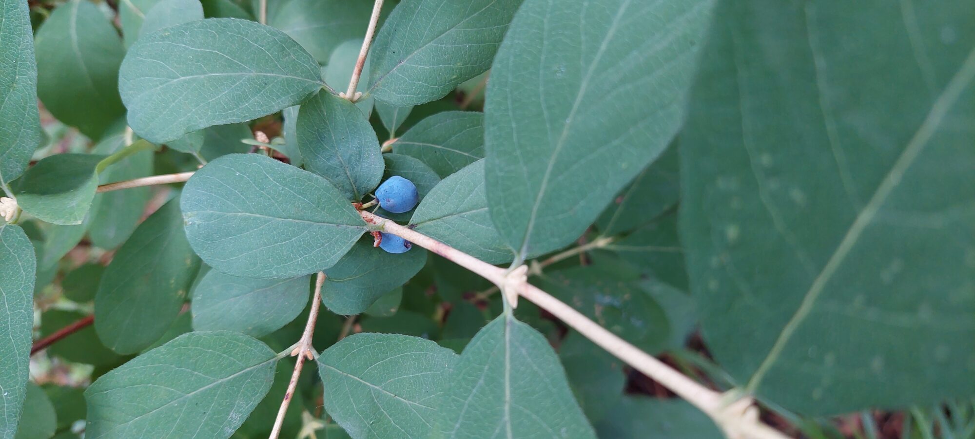 Valokuvaaja: Satu Korhonen