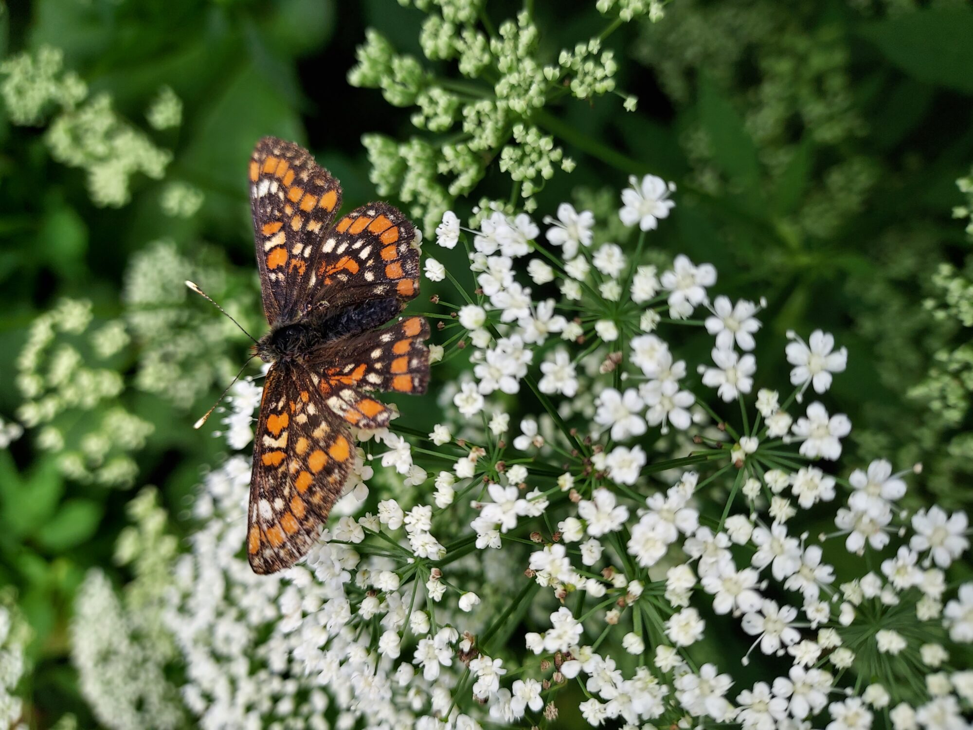 Valokuvaaja: Eija Johanna Saastamoinen