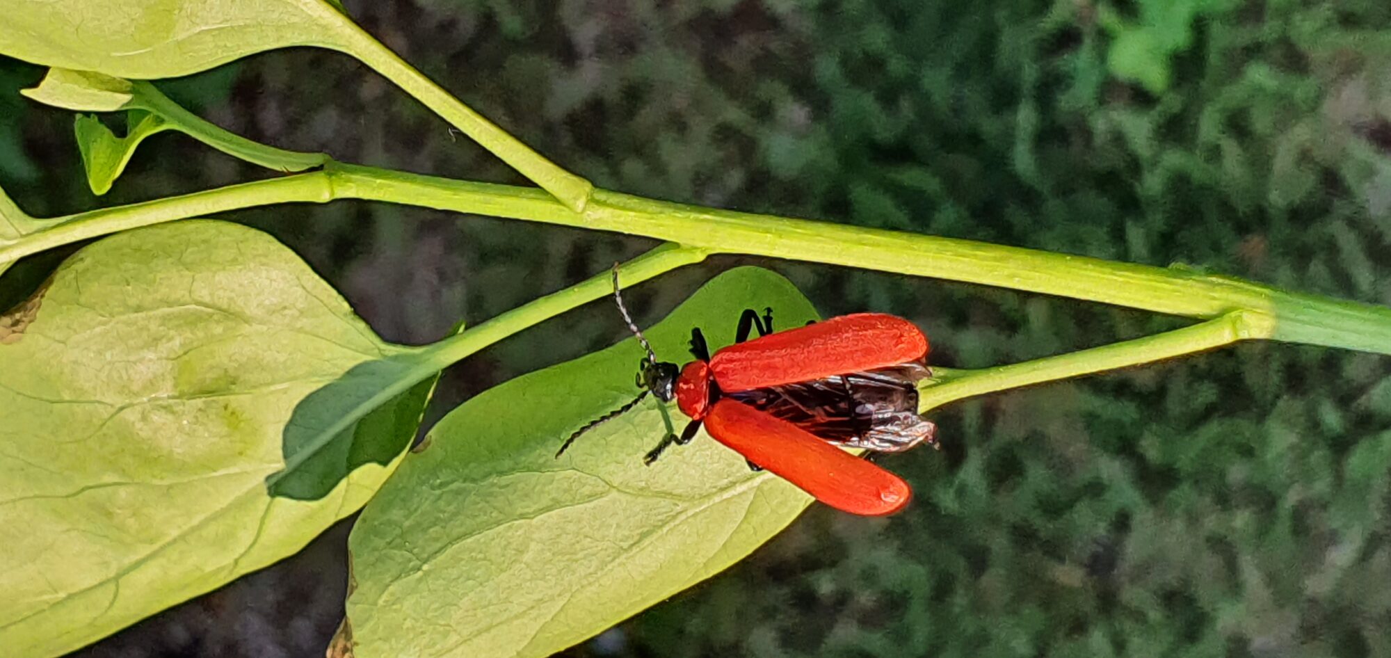 Valokuvaaja: Jesi Junio Oteri Valokuvaaja: Jesi Junio Oteri