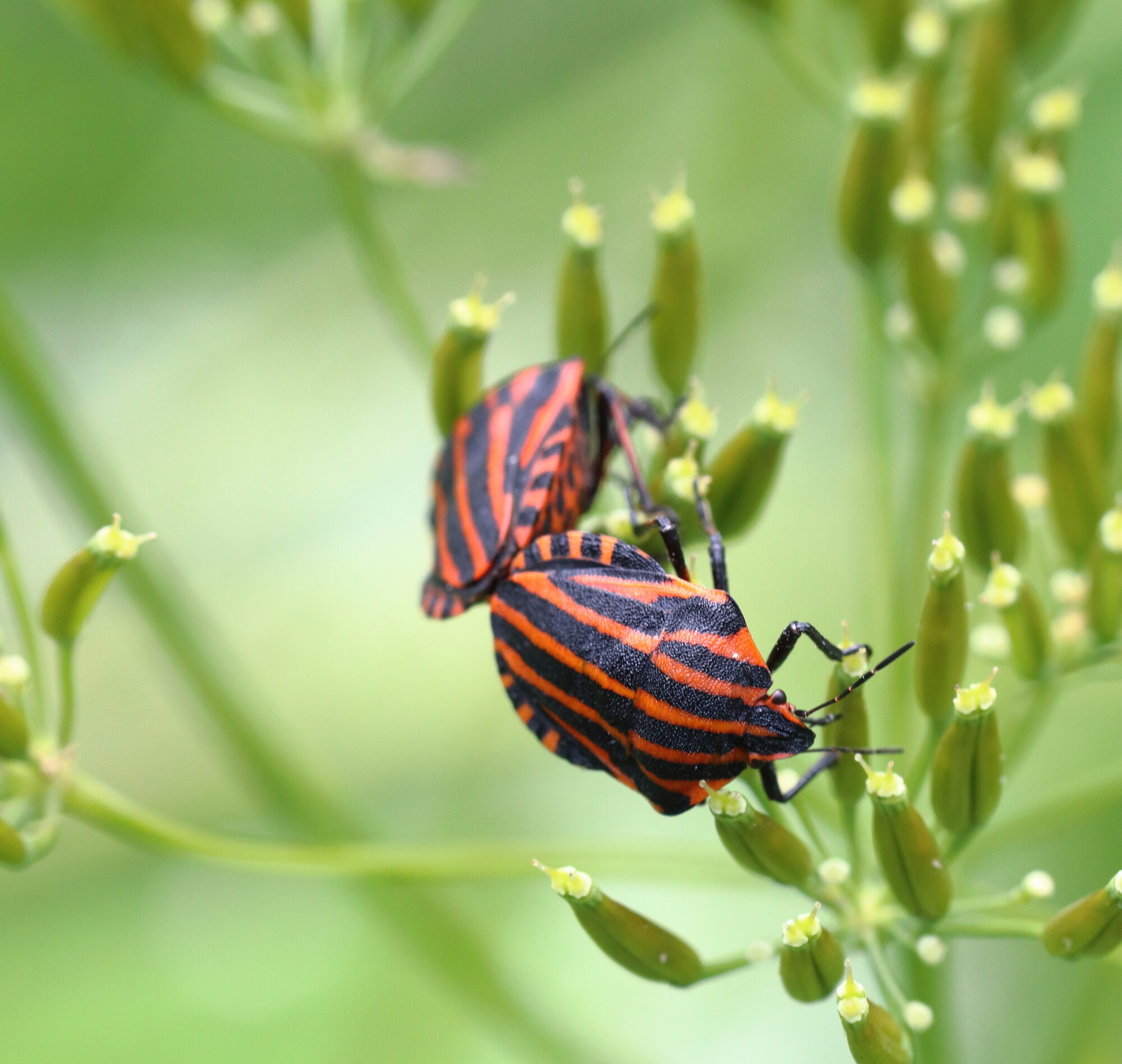 Valokuvaaja: Kimmo Jalkanen