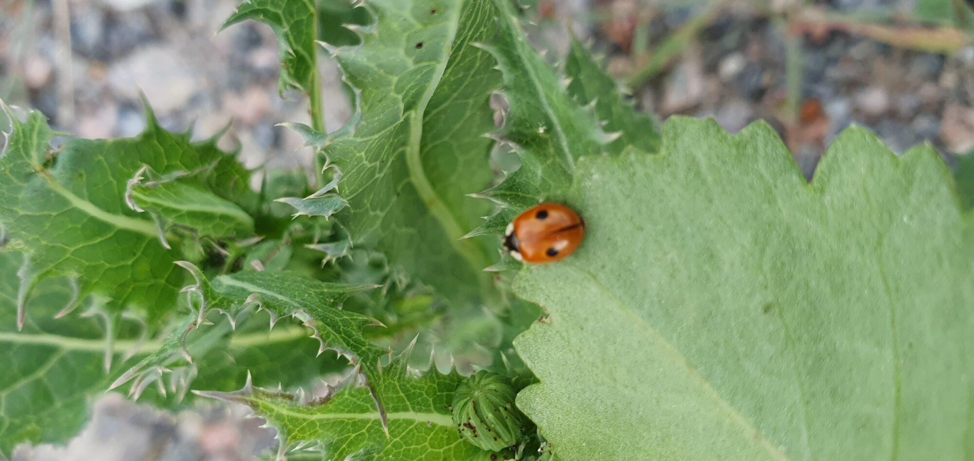 Valokuvaaja: Jesi Oteri