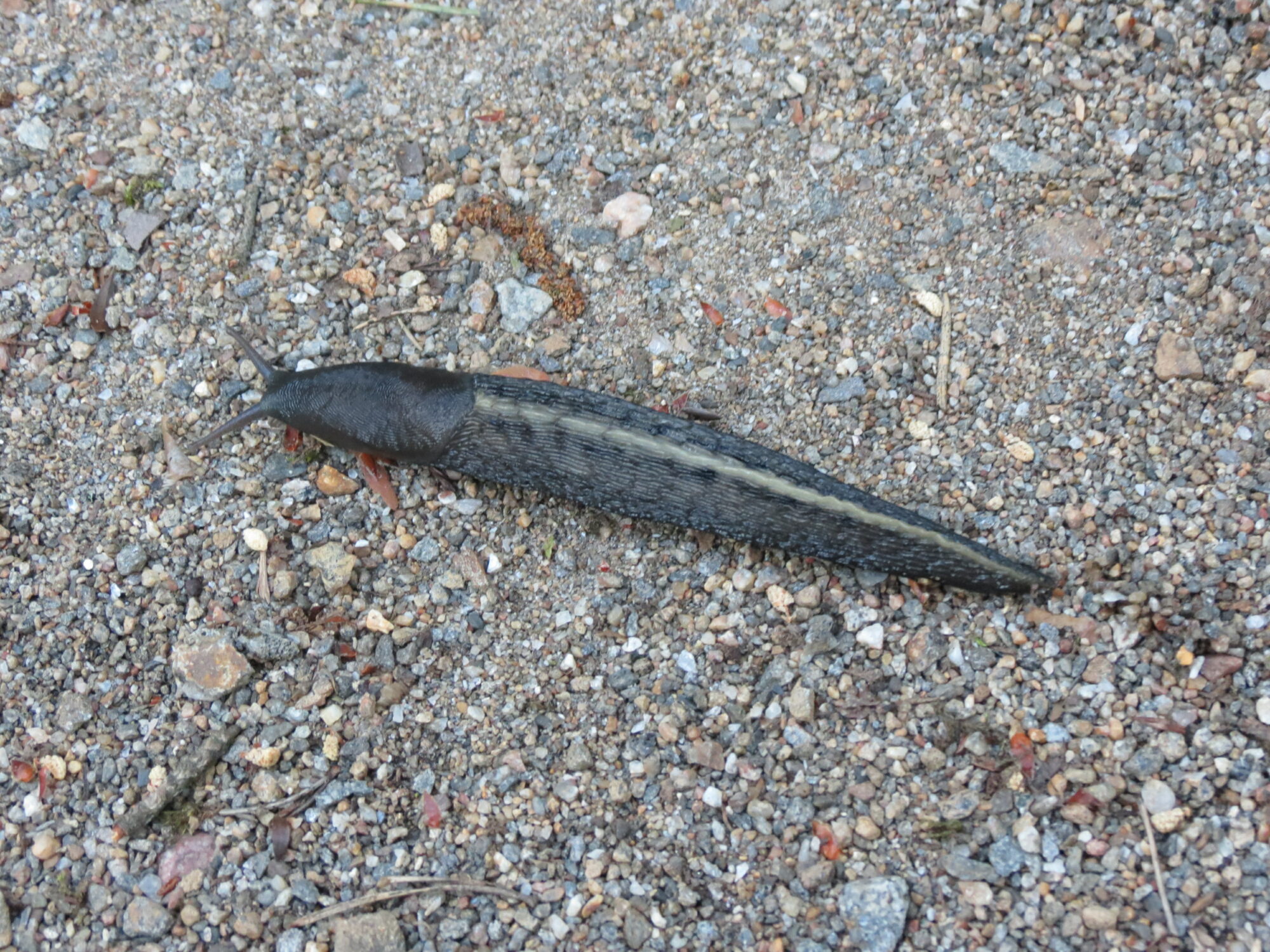 Valokuvaaja: Seppo Laukkanen