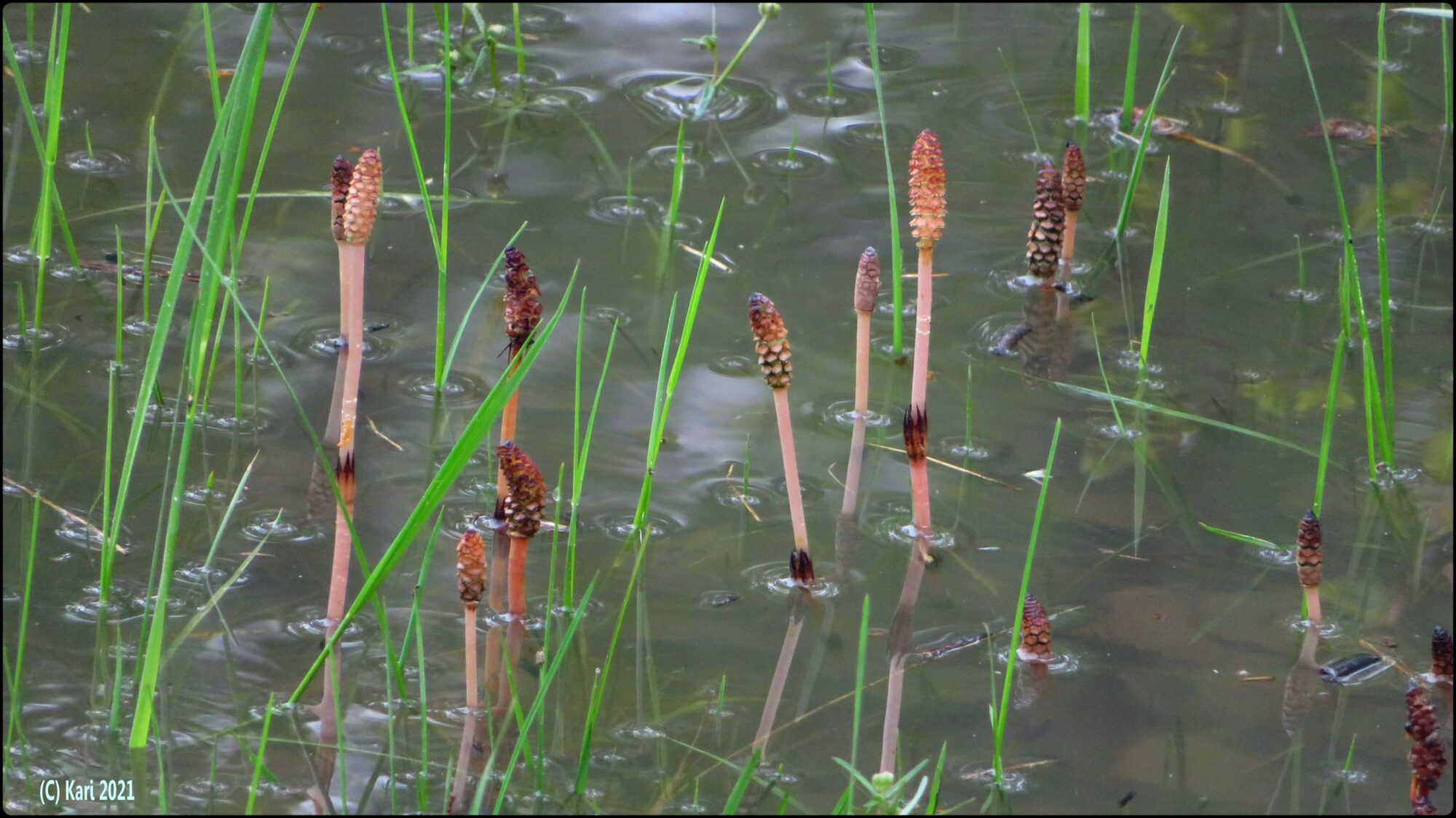 Valokuvaaja: Kari Saarinen