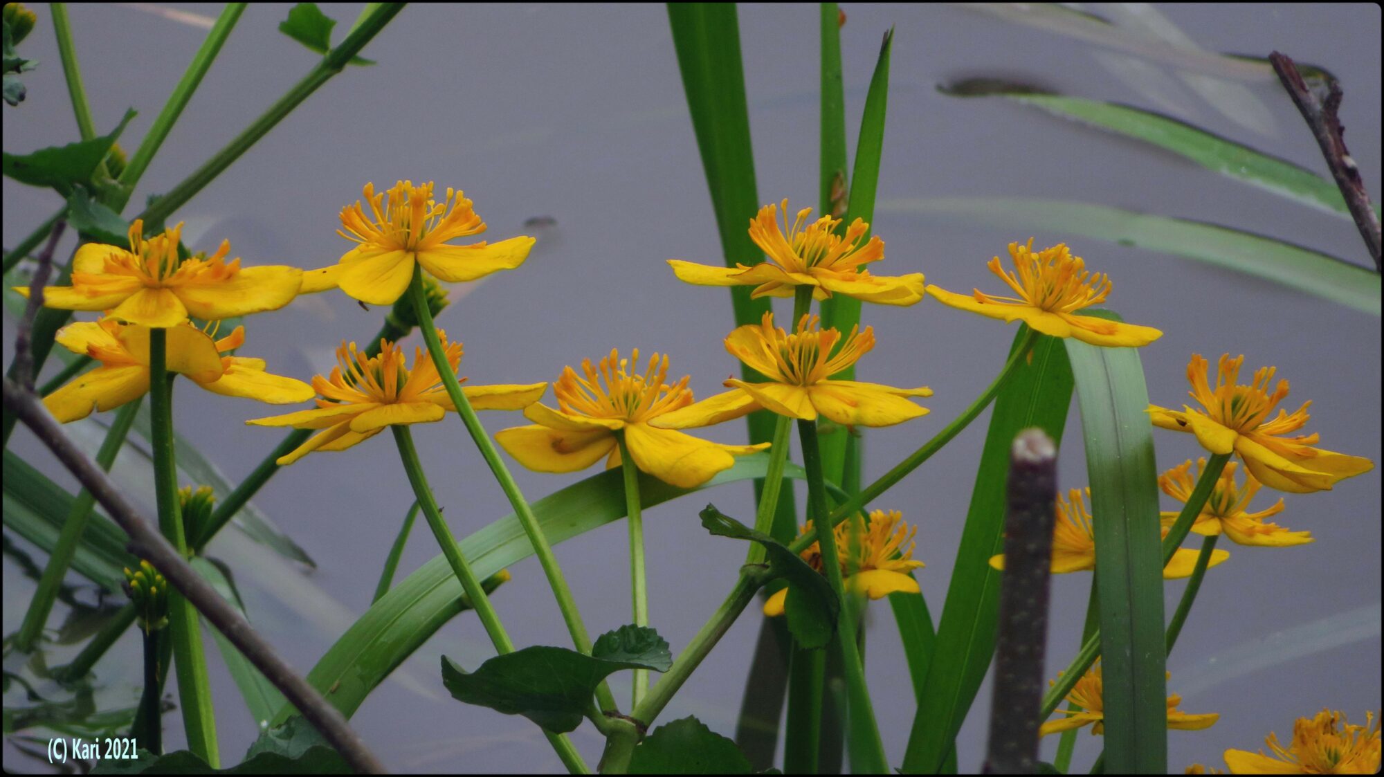 Valokuvaaja: Kari Saarinen