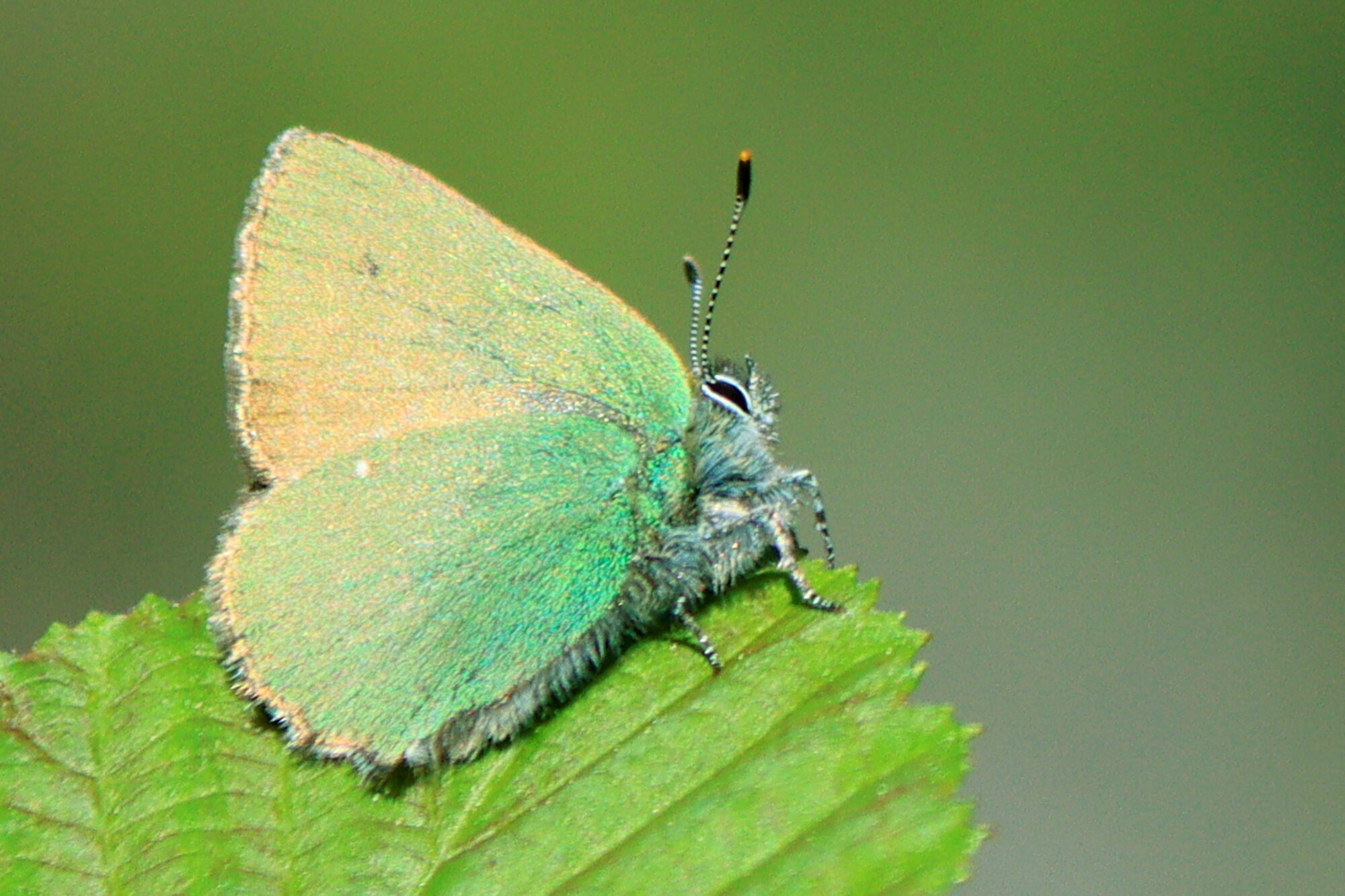 Valokuvaaja: Ritva Nieminen