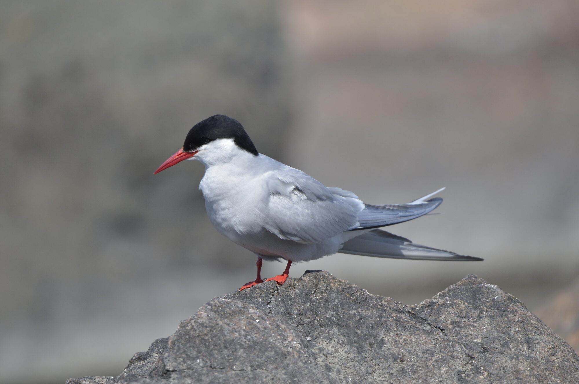 Valokuvaaja: Jouko Etelä